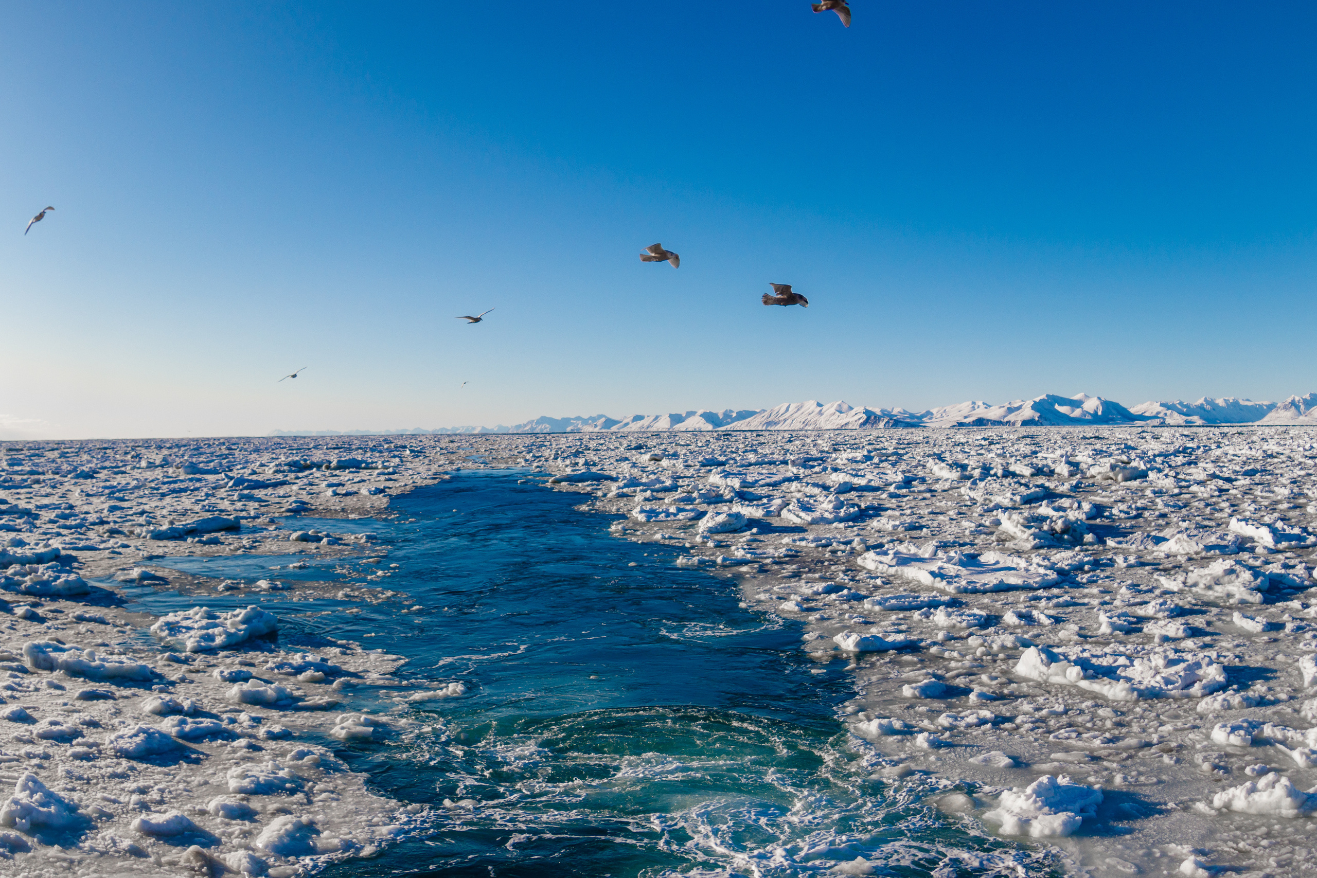 Репортаж в зимнем Беринговом море. Марк Шишкин — репортажный фотограф в Воронеже и России
