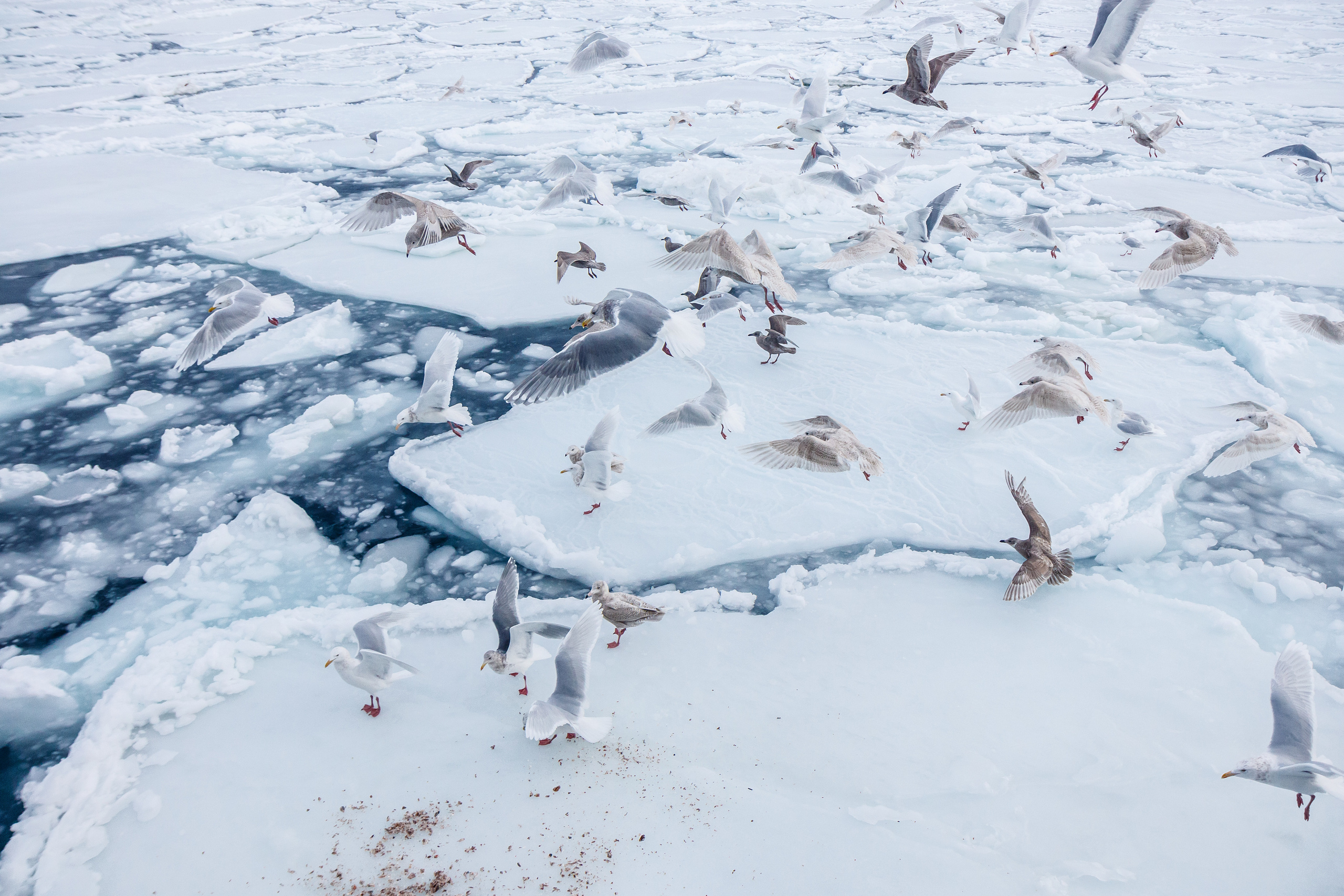 Репортаж в зимнем Беринговом море. Марк Шишкин — репортажный фотограф в Воронеже и России