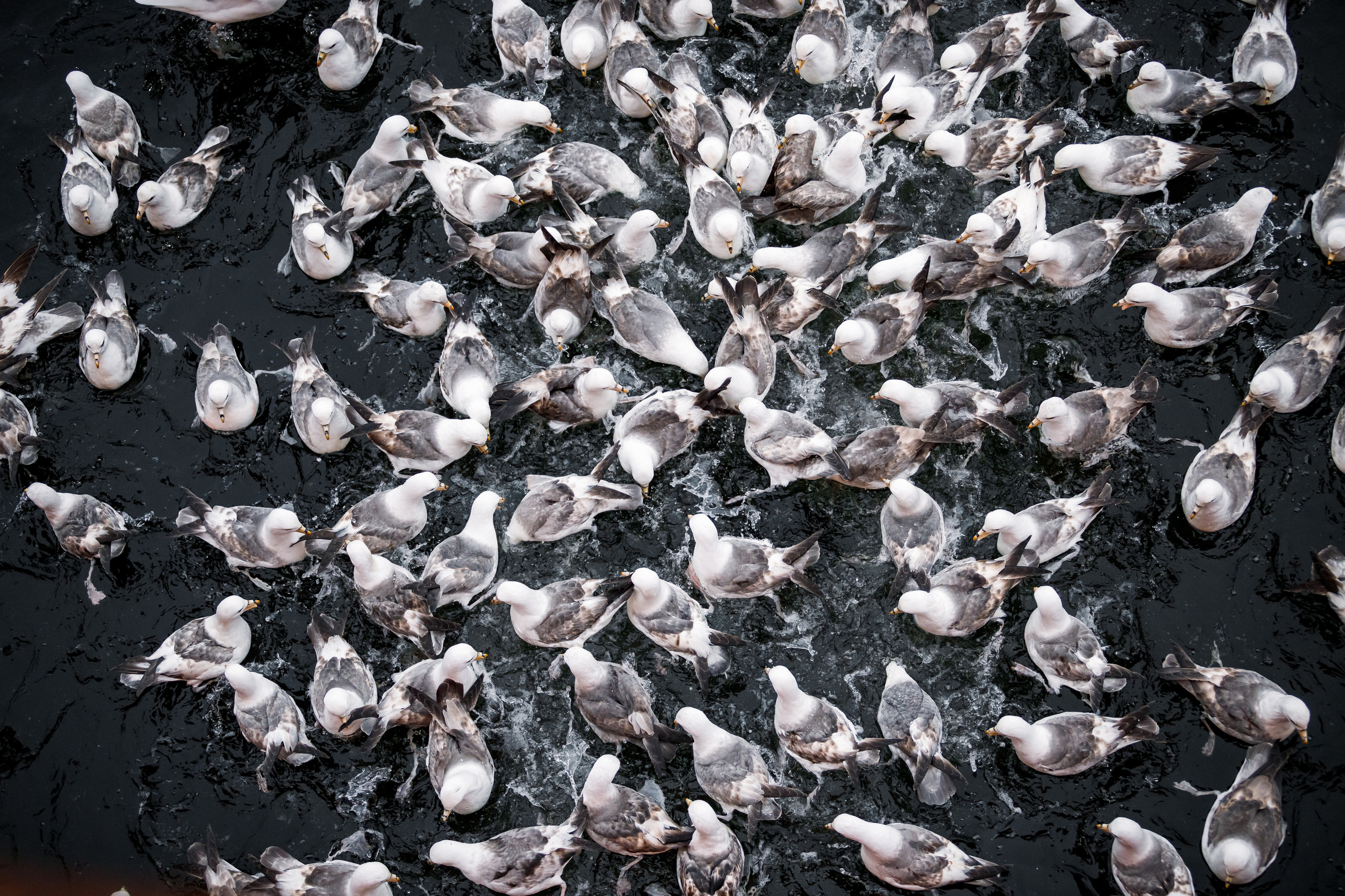 Репортаж из Тихого океана. Марк Шишкин — репортажный фотограф в Воронеже и России