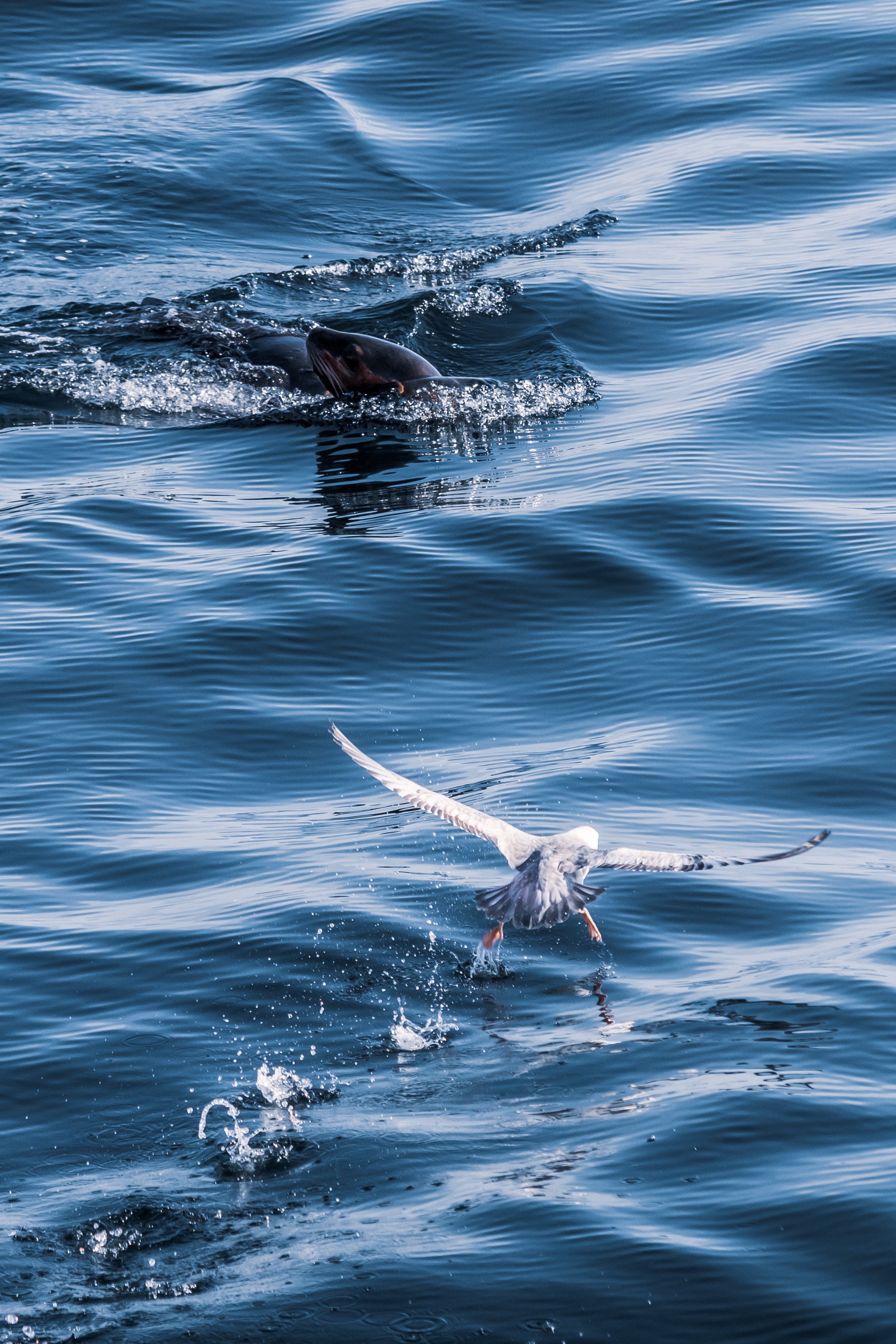 Репортаж из Тихого океана. Марк Шишкин — репортажный фотограф в Воронеже и России