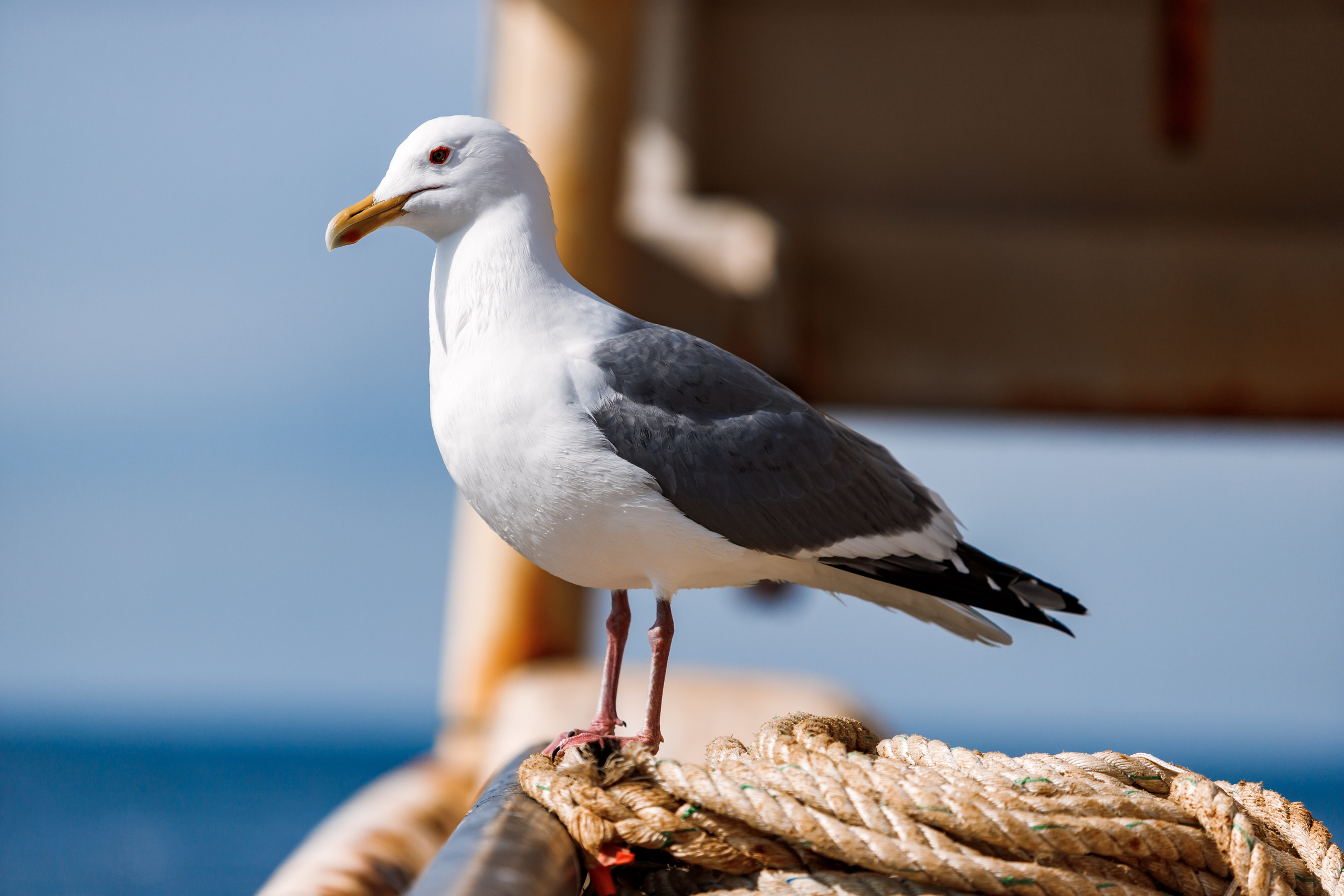 Репортаж из Тихого океана. Марк Шишкин — репортажный фотограф в Воронеже и России
