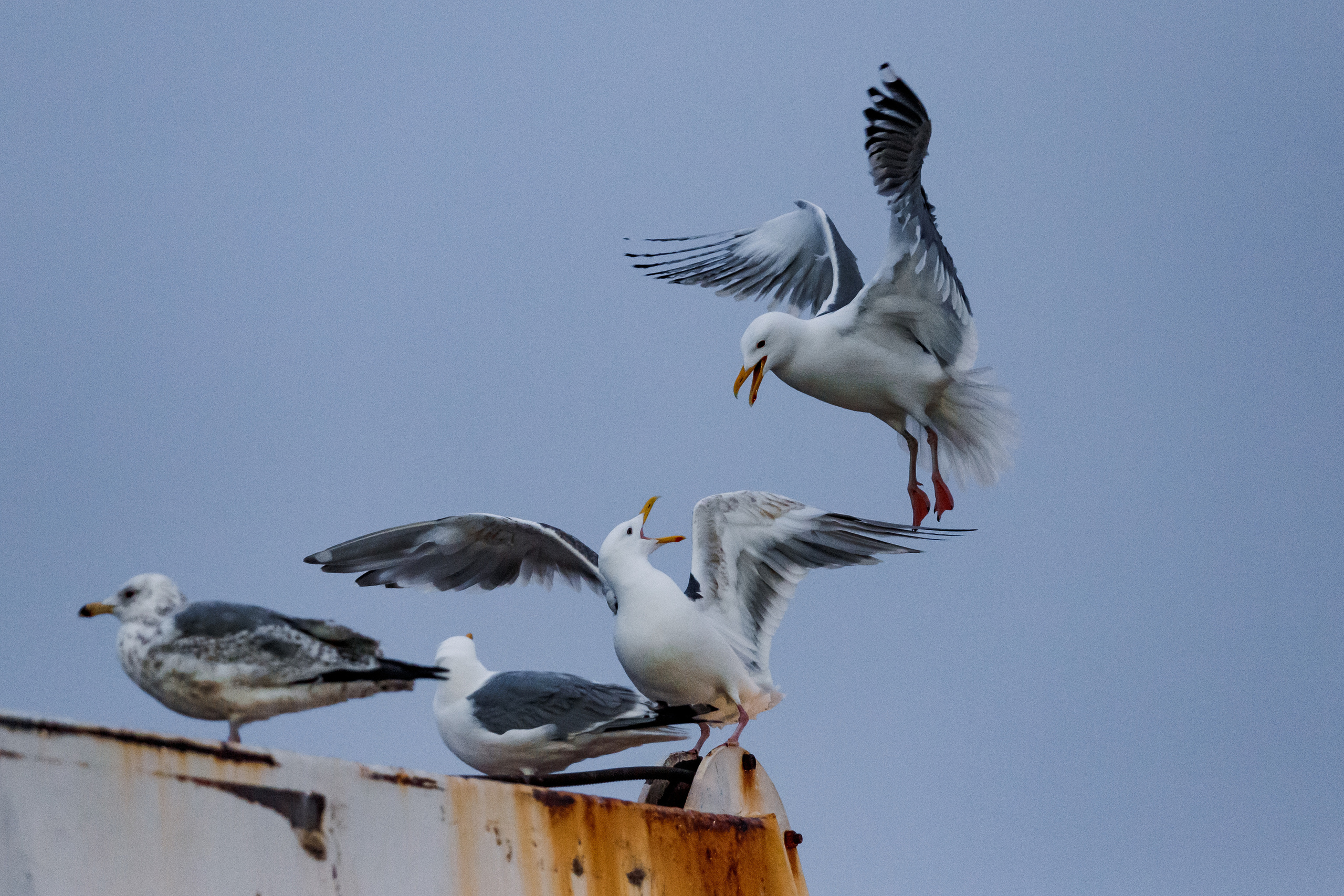 Репортаж из Тихого океана. Марк Шишкин — репортажный фотограф в Воронеже и России