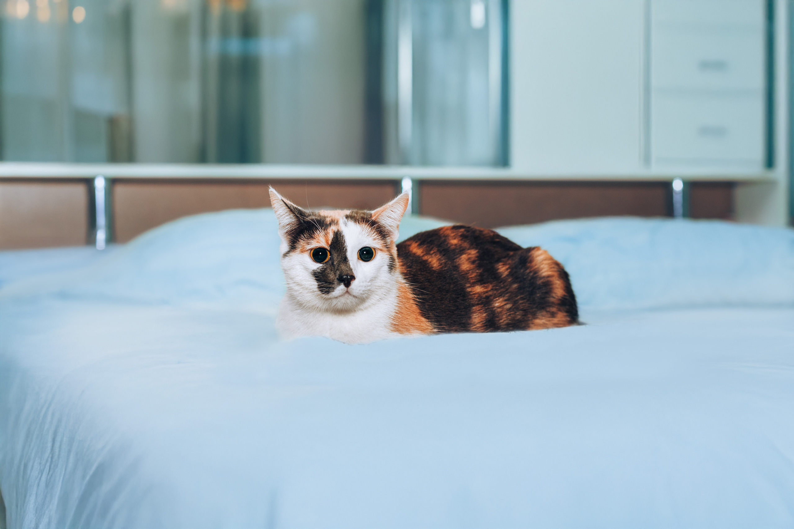 Кошки в поиске дома 2025. Фотограф-анималист Татьяна Степанова