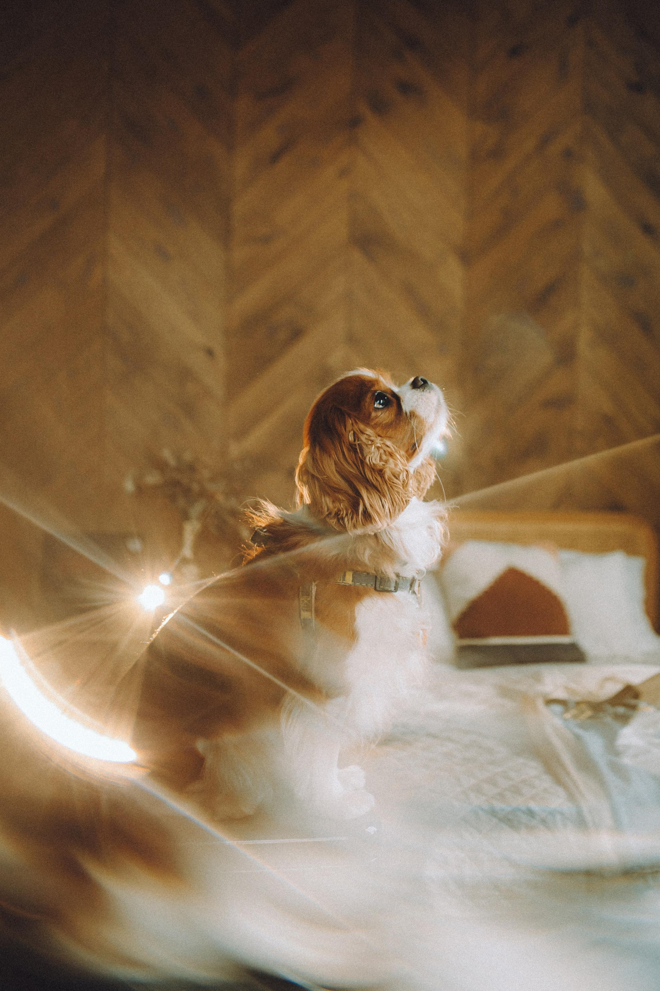 Валя, Вася, Аня и Ириска