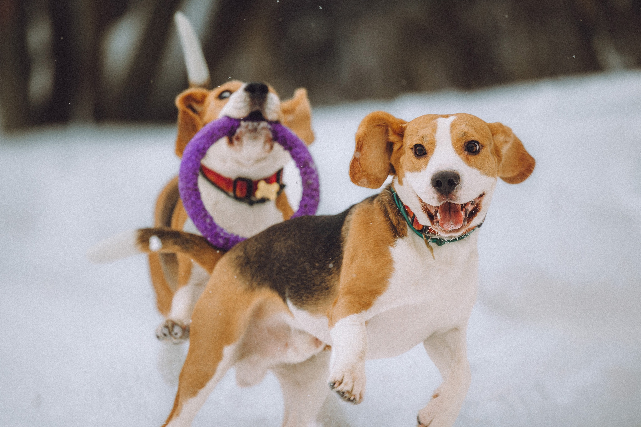 Роман, Портер и Коррес