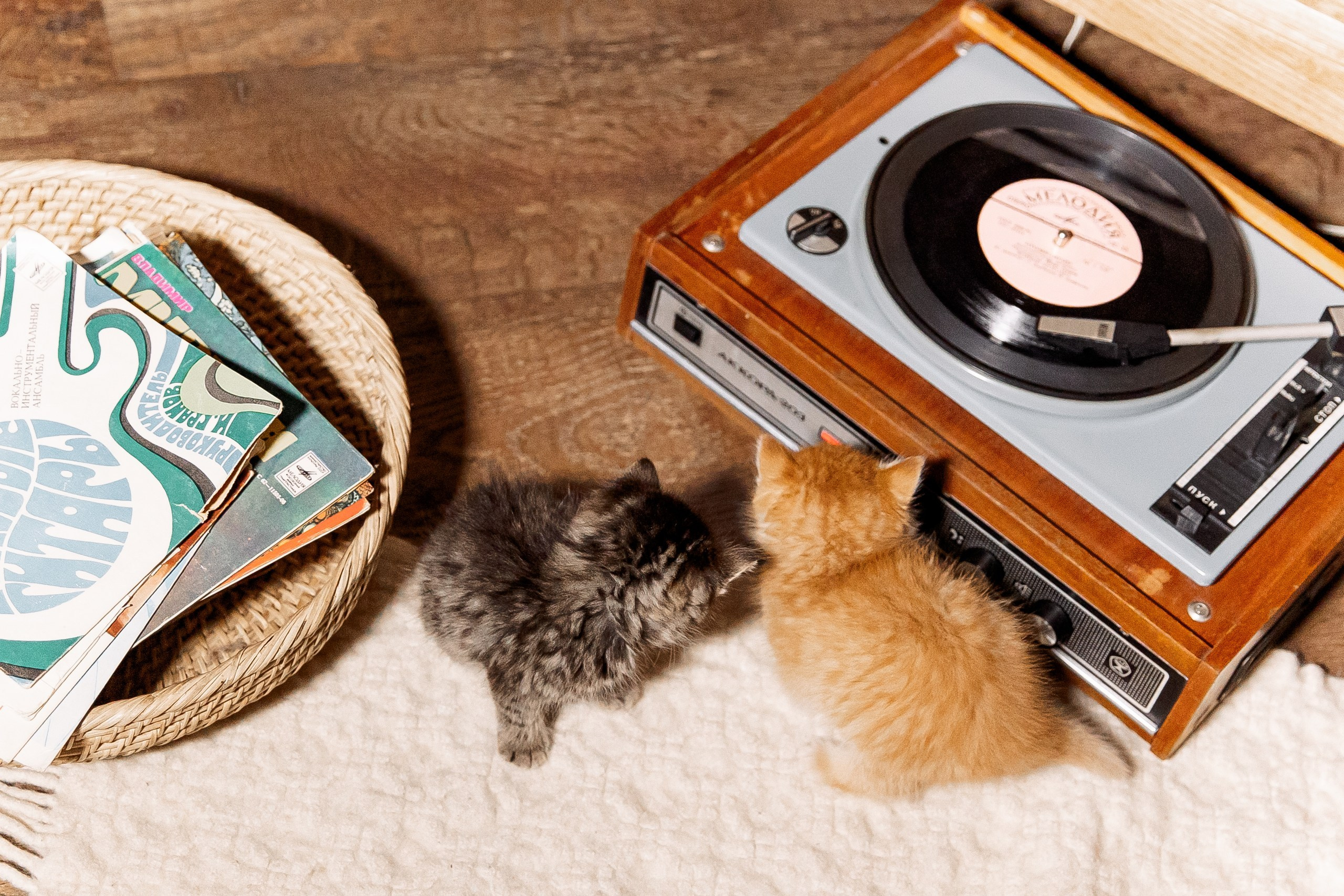 Эдуард и Дарья с сыновьями. Свадебный и семейный фотограф в Челябинске Юлия Ишимова