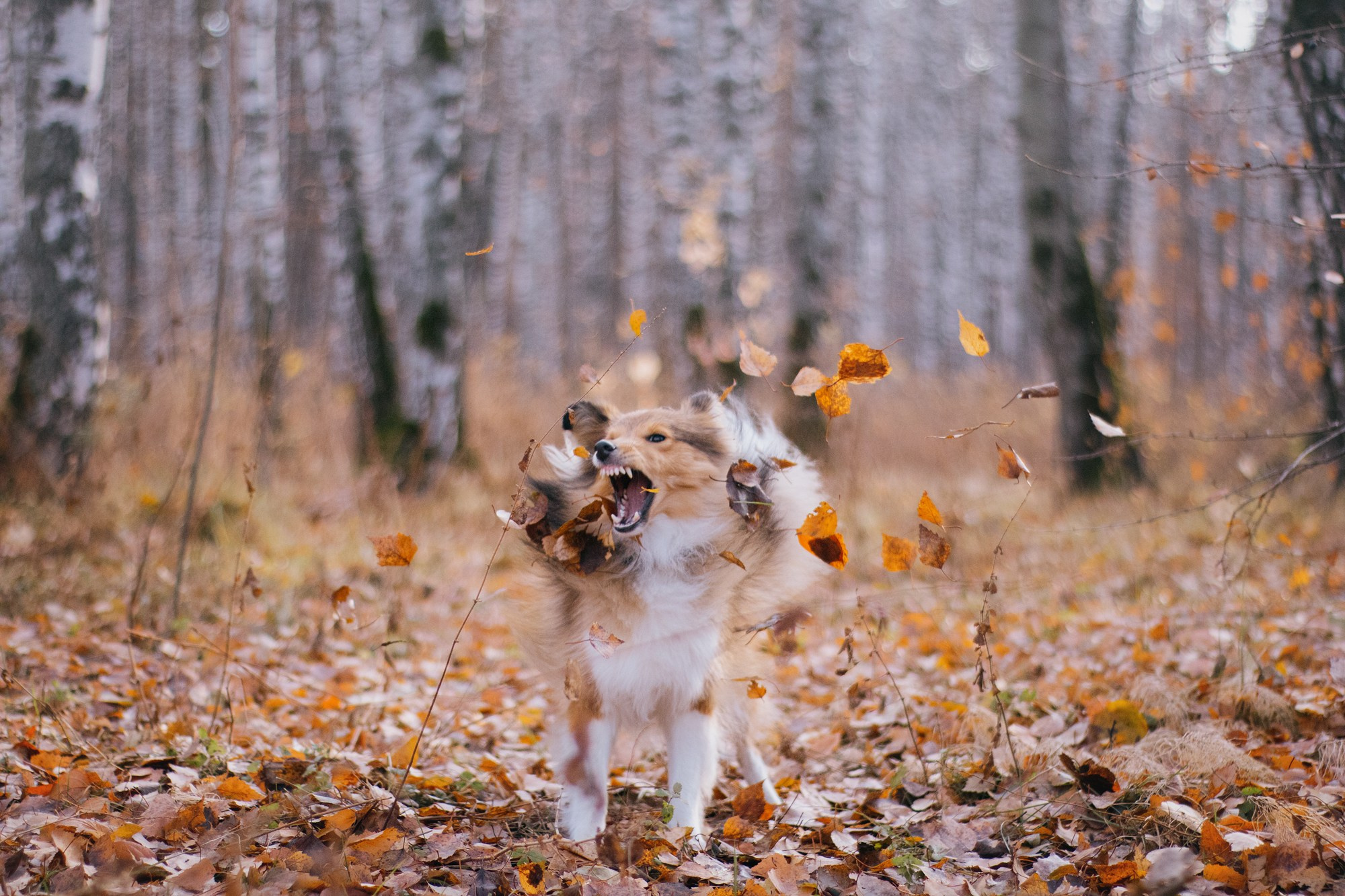 Анна и Габи. Фотограф в Тюмени Лизавета Сапицкая