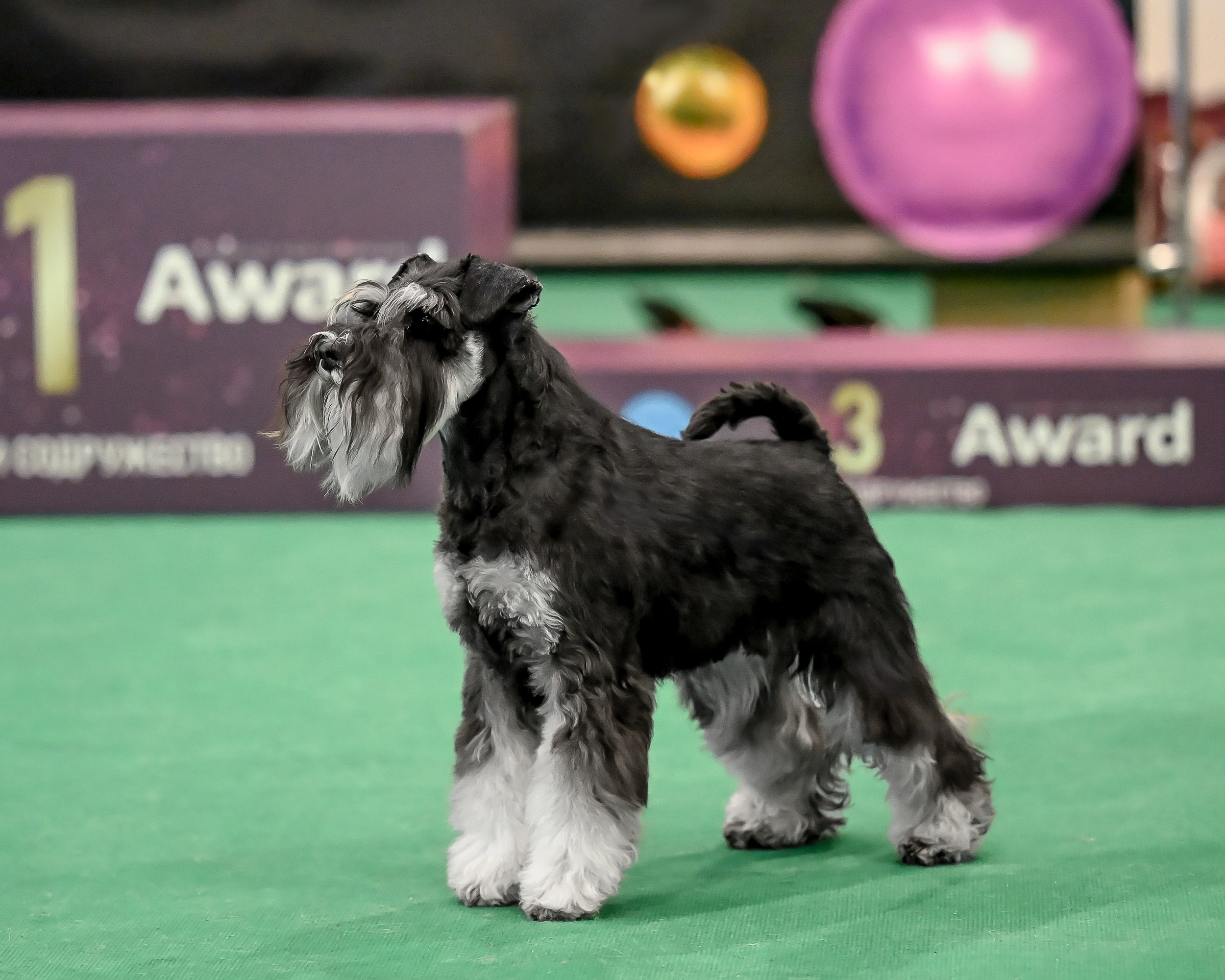 Зари/DELINSO BALANCE CZESARIA ZARI. Питомник цвергшнауцеров в Беларуси «Делинсо Бэлэнс»