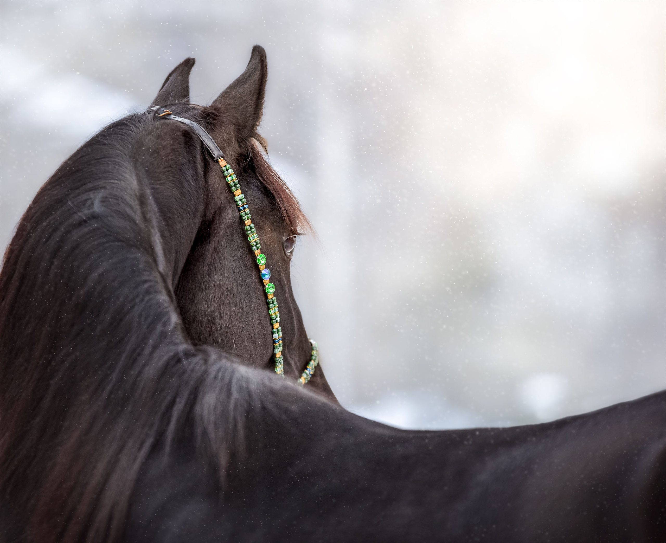Лошади на свободе, съемка лошадей, экстерьерная съемка, фотосессия