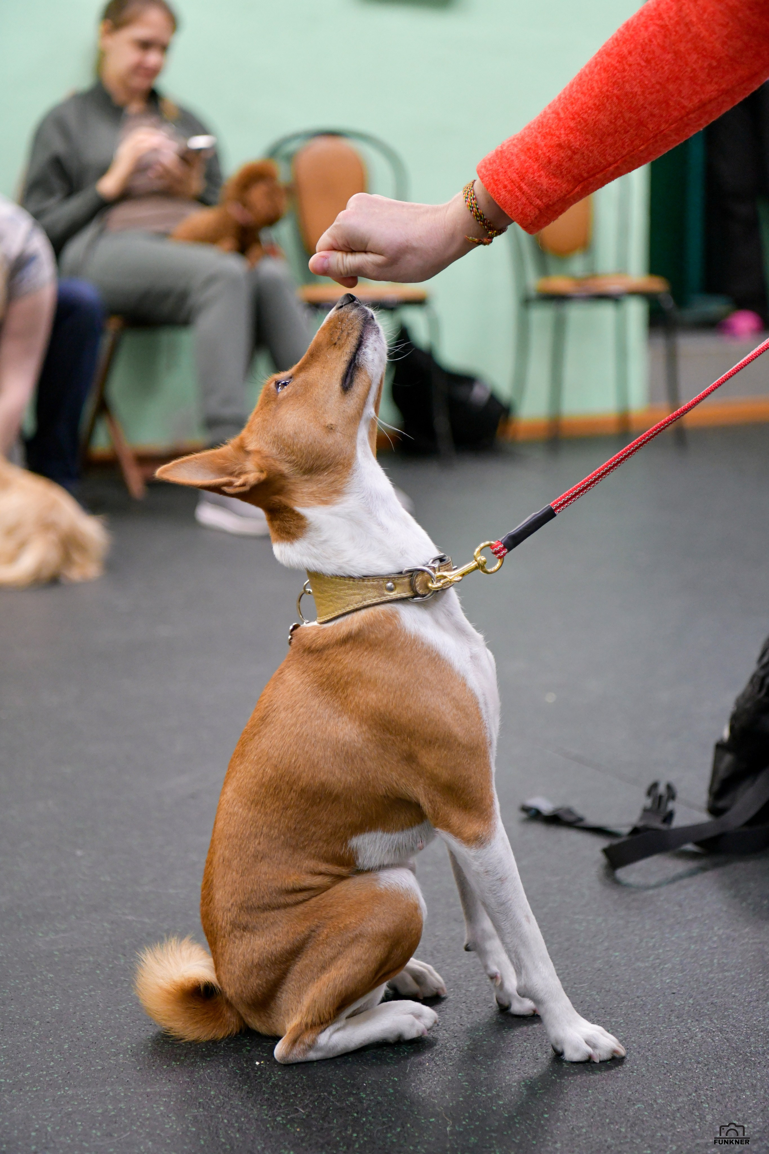 Кинологический клуб «Бодрый хвост». Свой взгляд через объектив