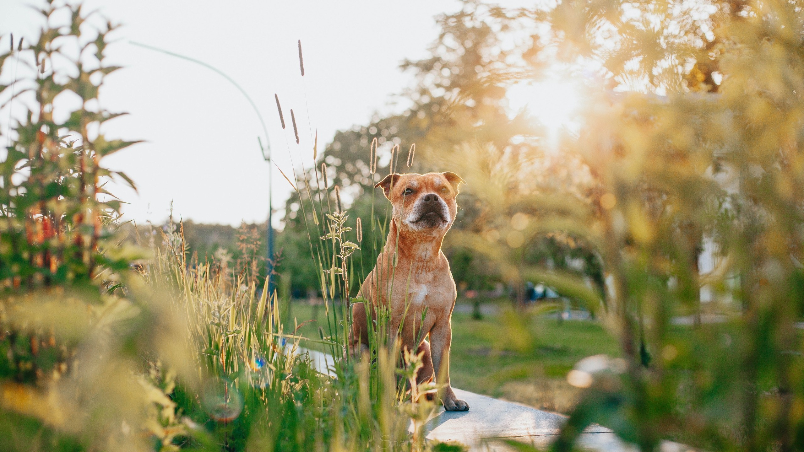 Шмель и Дрель. Фотограф Елизавета Филатова