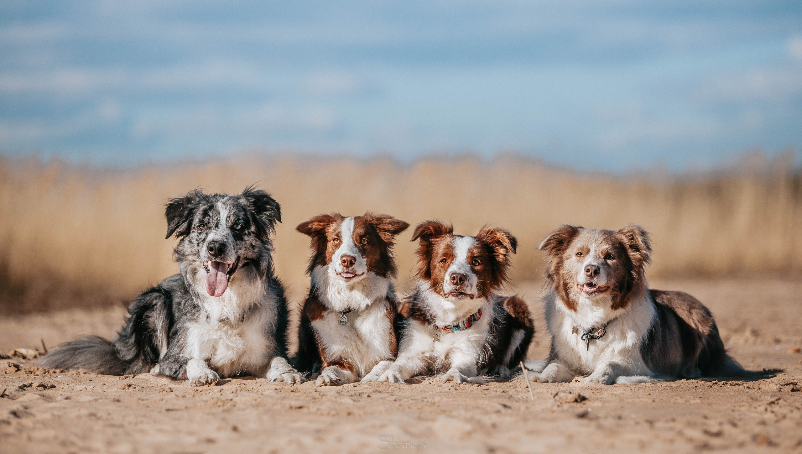 Бордюха, Лора, Берта, Мета. Главная