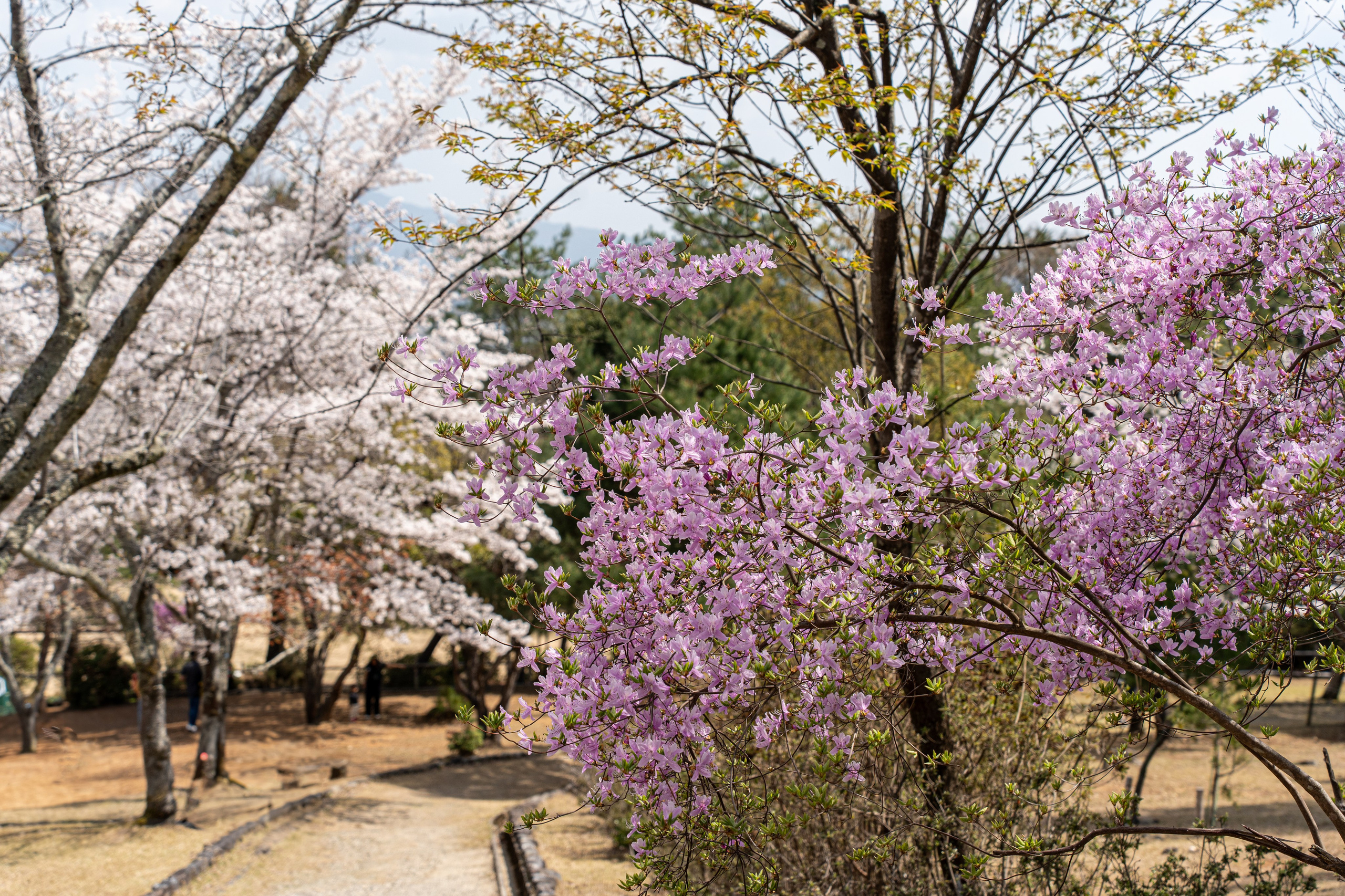 Япония, сакура. Творческие сьемки