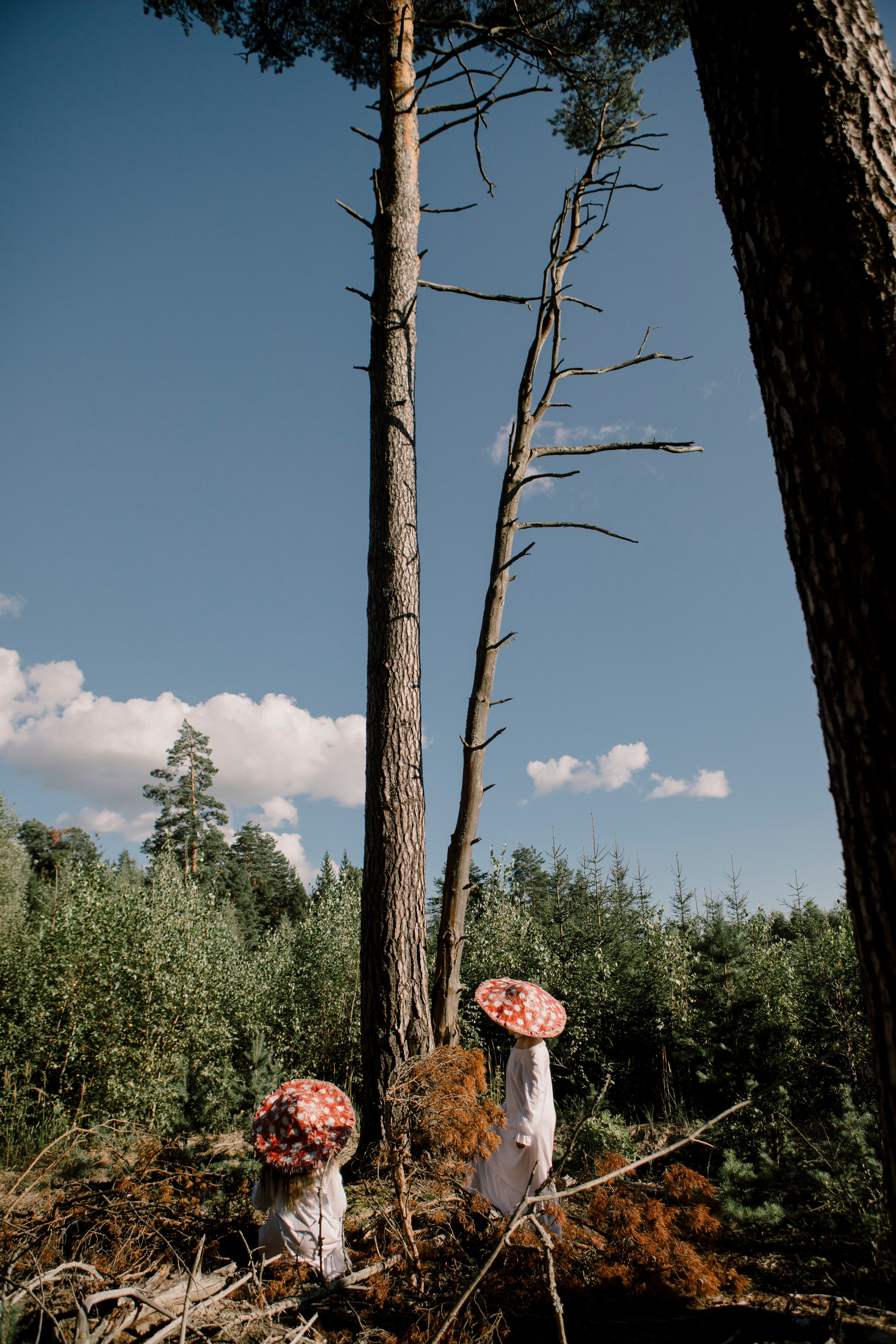 Грибы. Ольга Пилант. АРТ, бэкстейдж, свадебная и семейная фотография, городской портрет, интерьерная фотография