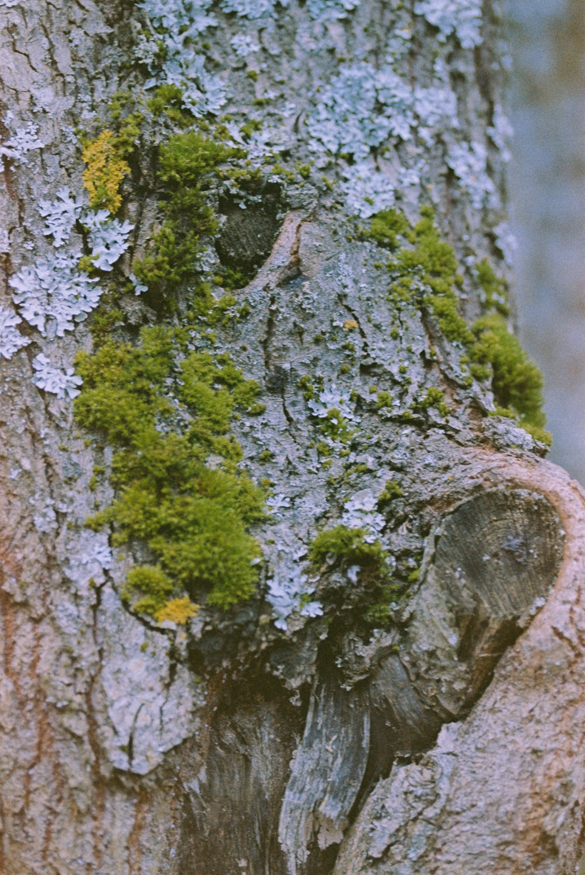 Осень на просроченную Kodak Color Plus 200 и Contax N1 с макро-объекти