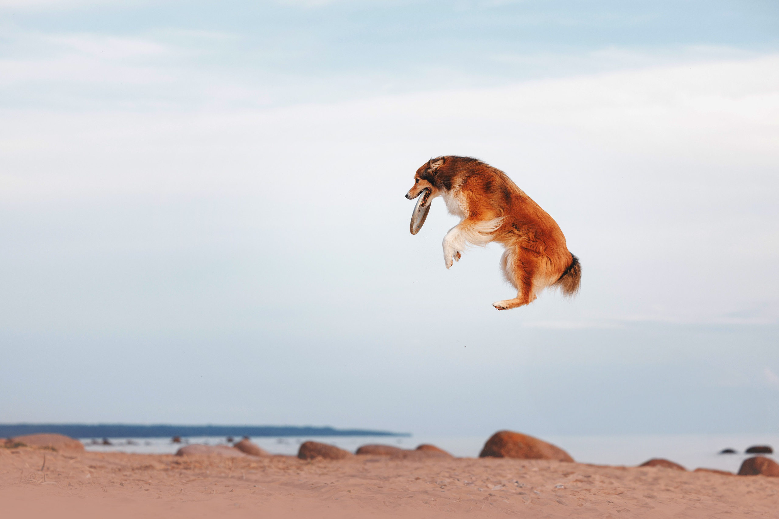 Рита, Маша и много собак. Фотограф анималист Осипчикова Мария
