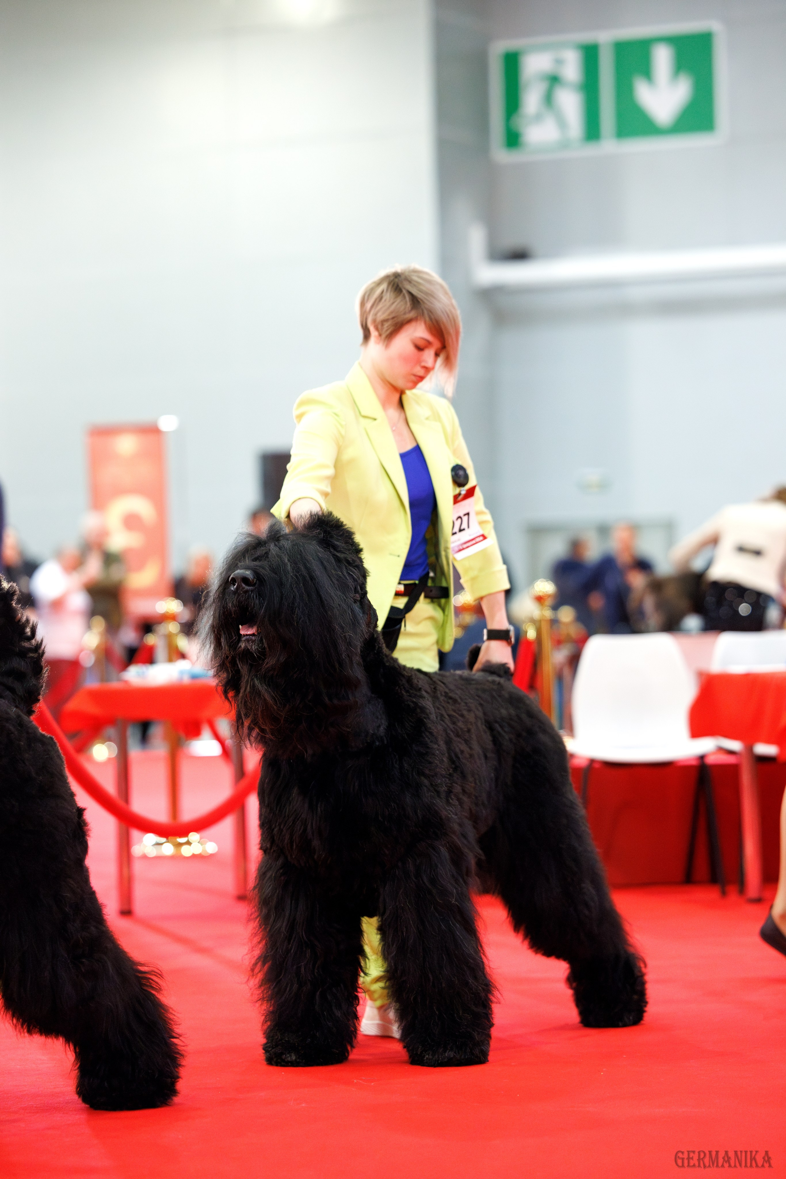 Лучшие Собаки России 17-18.02.2024. Фотограф-анималист Юлия Германика
