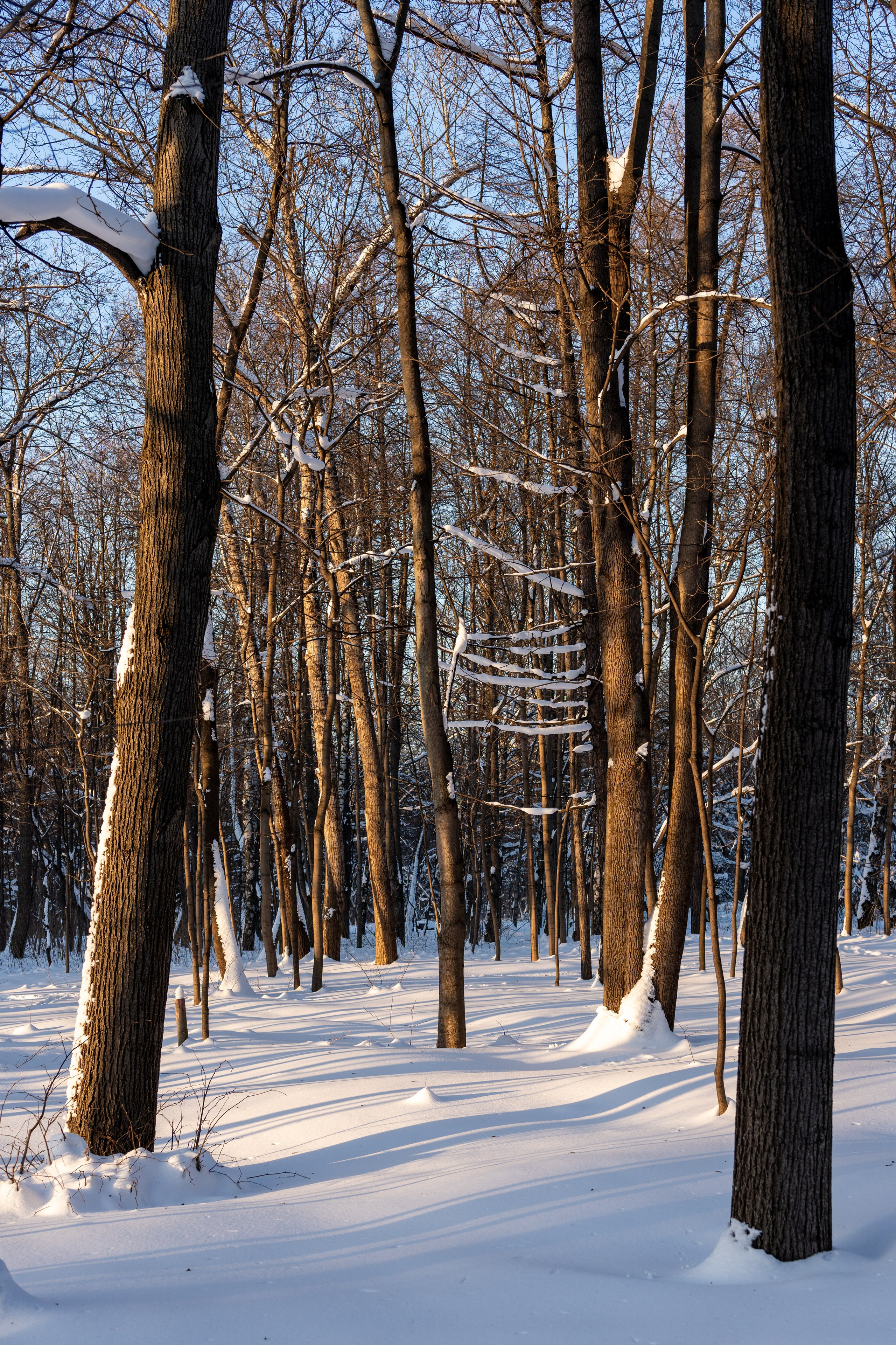 20260118 МГУ. Дмитрий Ремизов. Фотография, как хобби