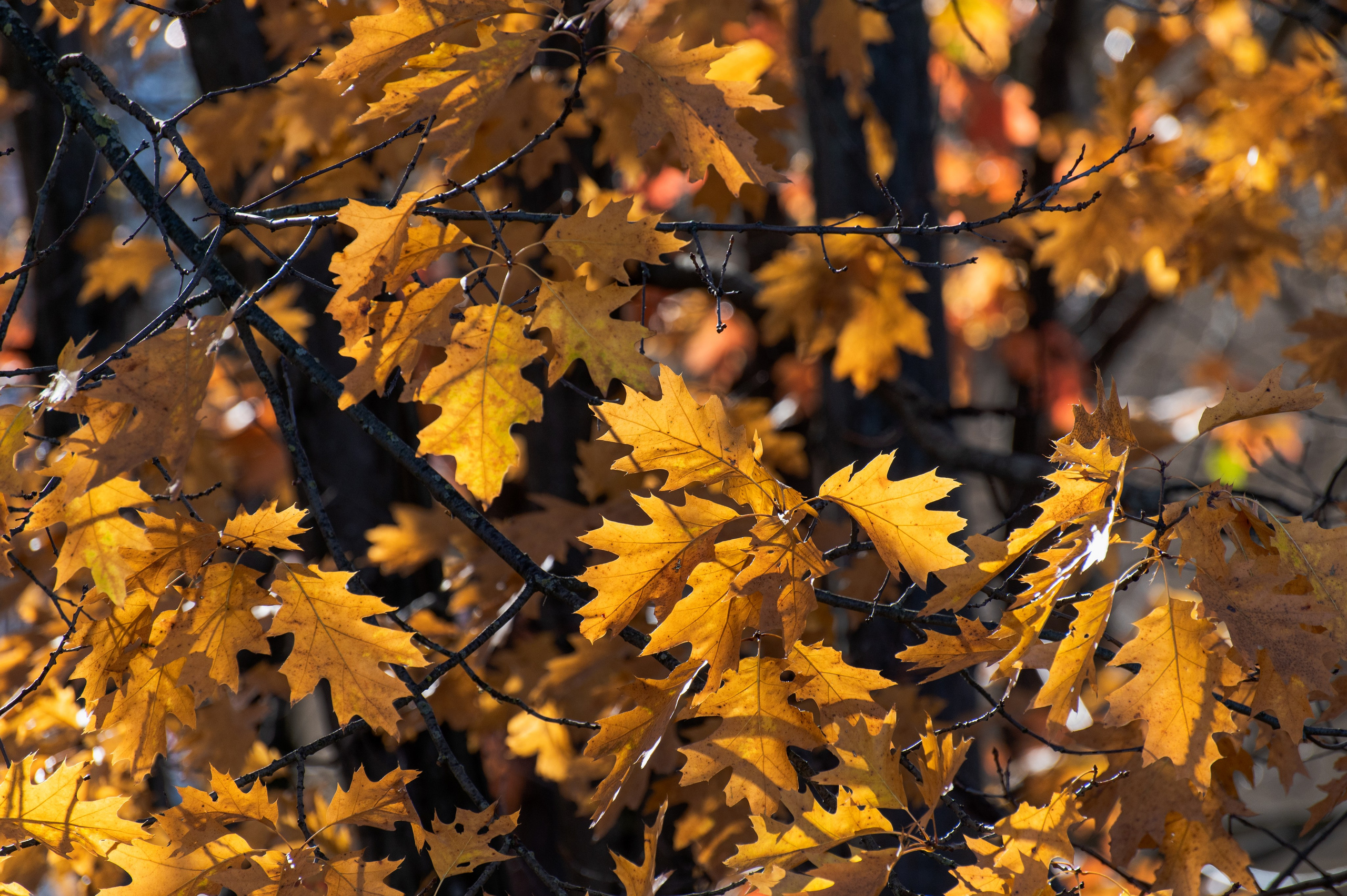 20241102 МГУ. Дмитрий Ремизов. Фотография, как хобби