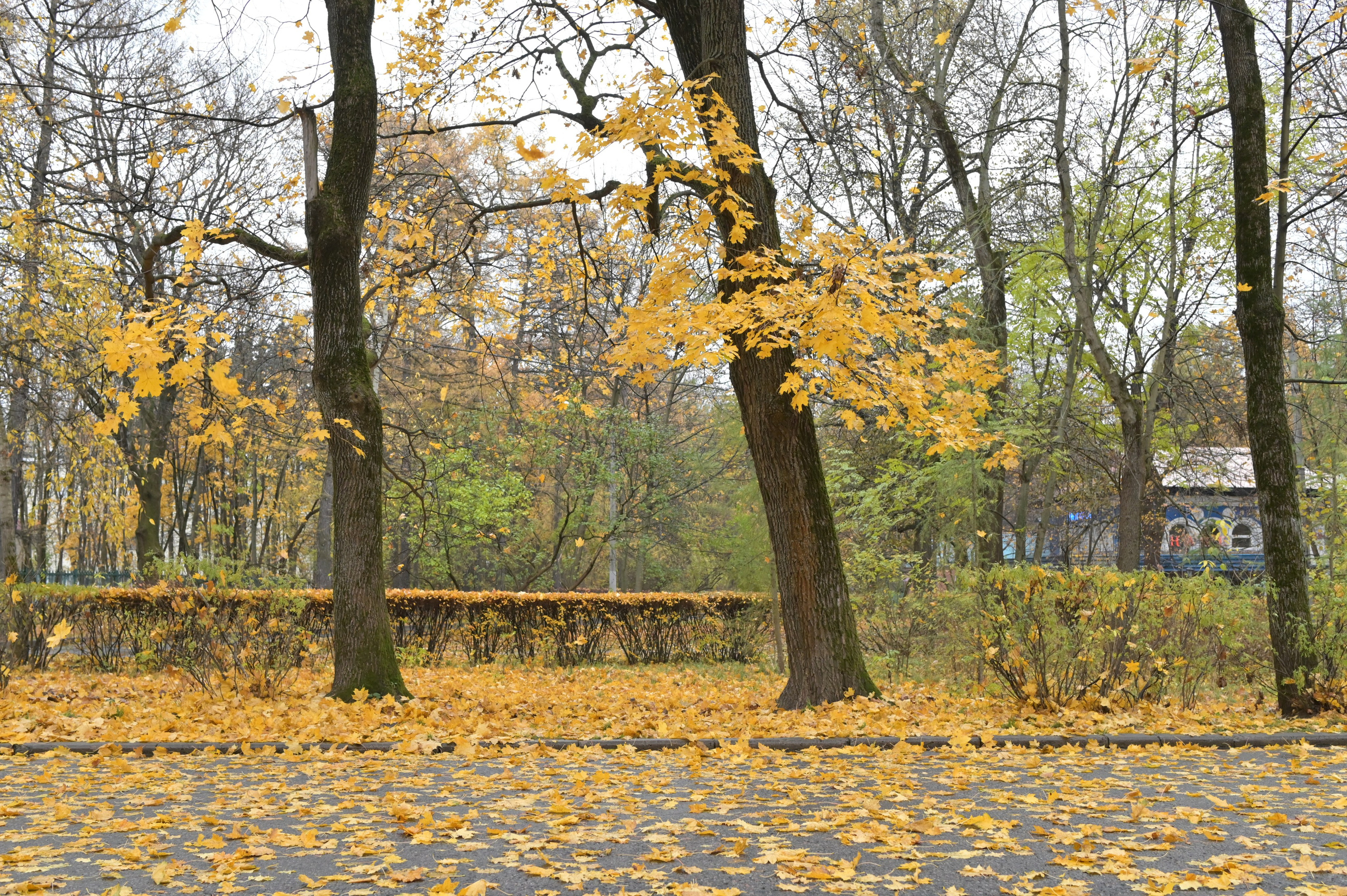 20241026 Сокольники. Дмитрий Ремизов. Фотография, как хобби