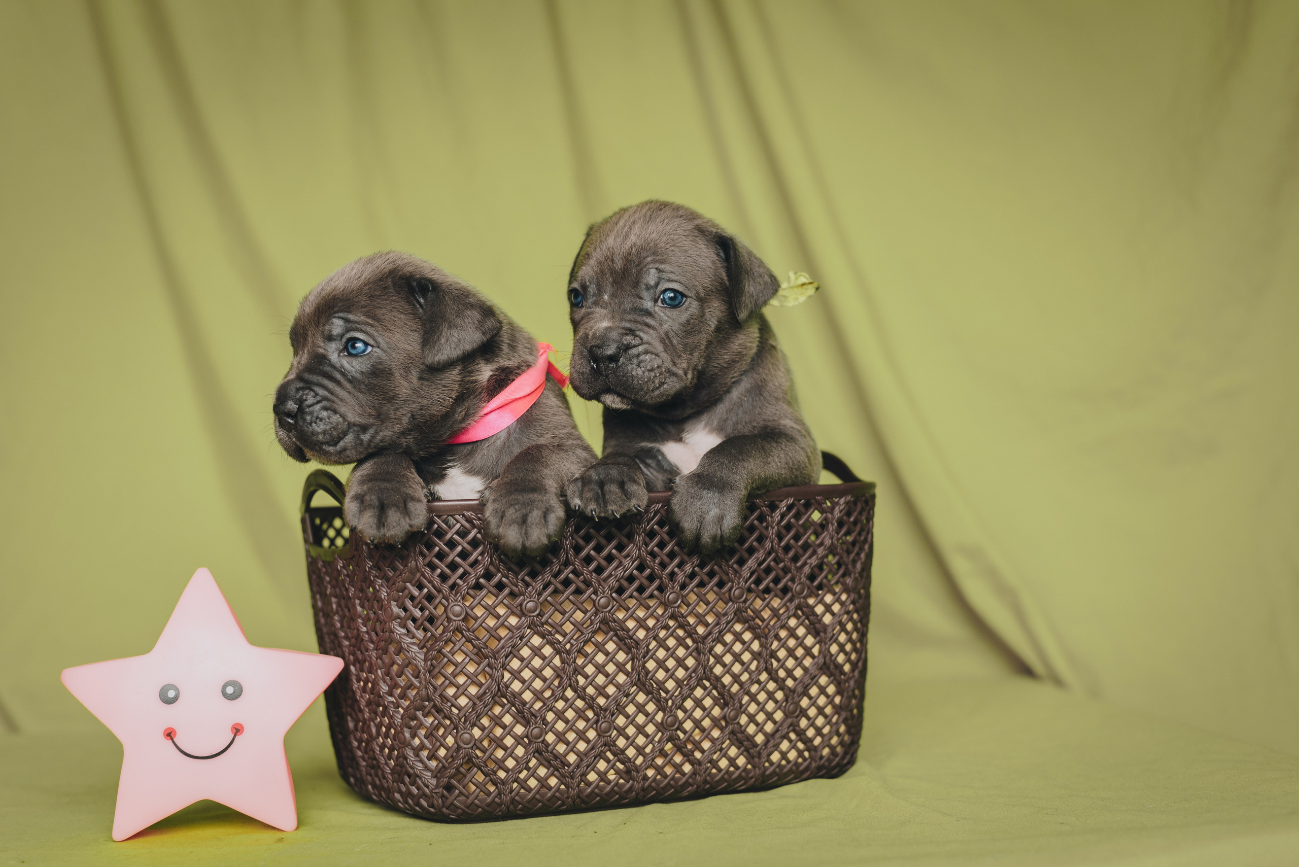 Cane Corso. Natalia Finch Photography — Family, Kids & Pet Photographer in Chicago, IL