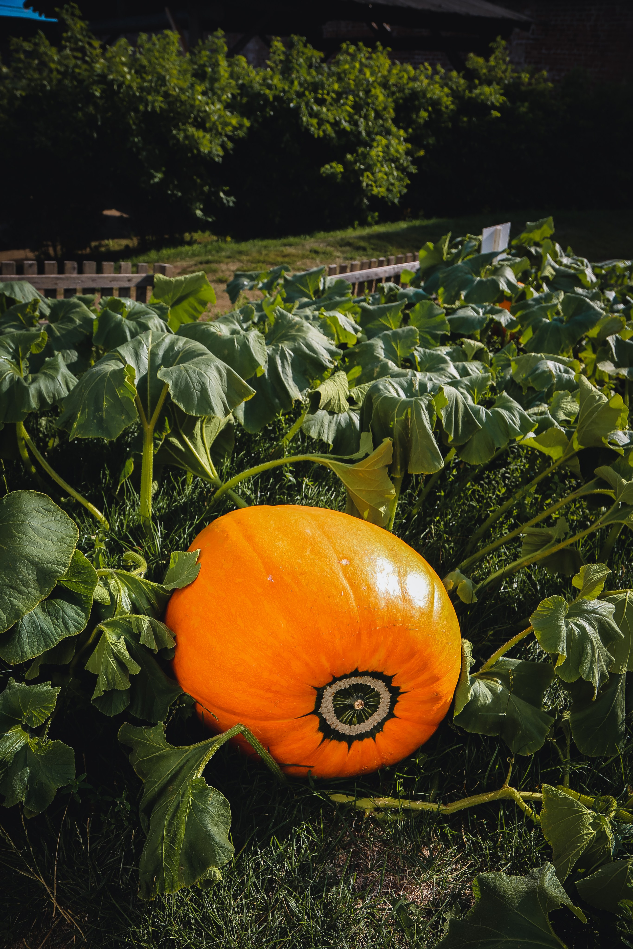 Ростов Великий. Дарья Письменюк / Darya Leitstern — фотограф, музыкант, журналист, путешественник
