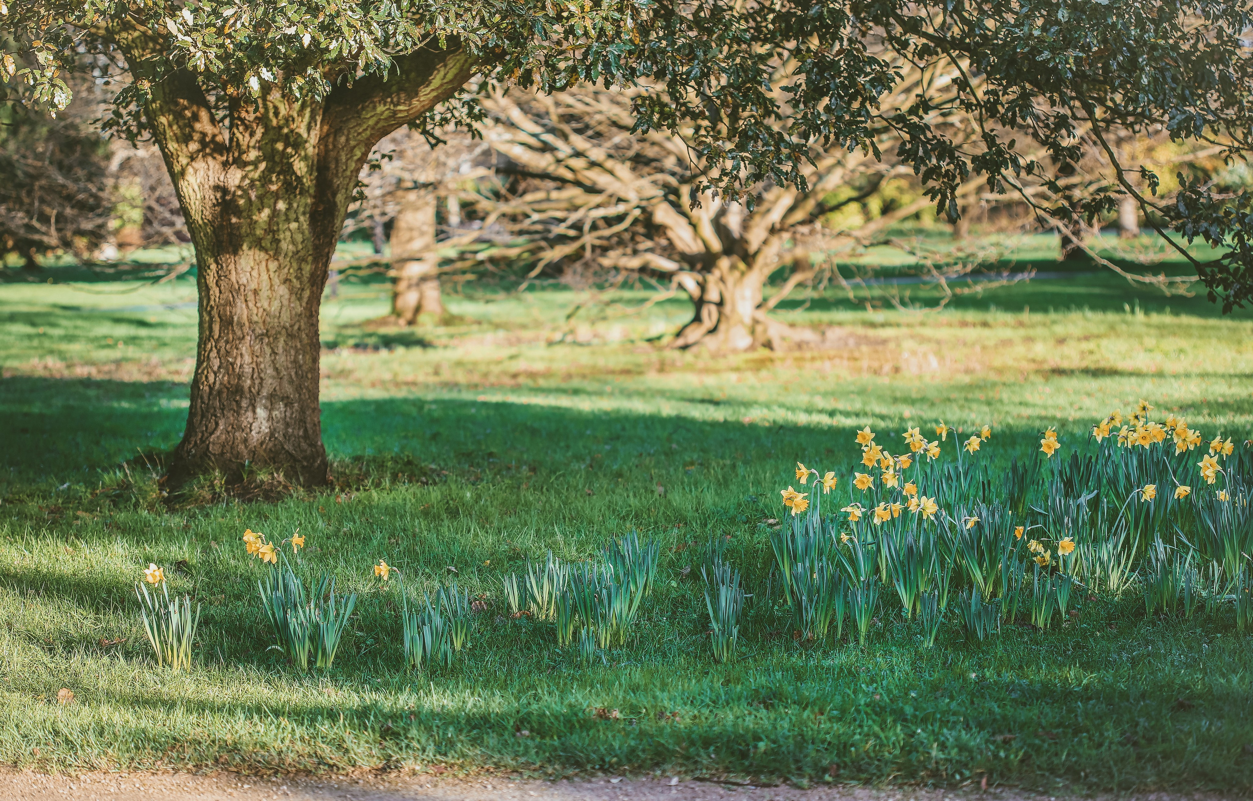 Англия: Лондон цветущий. Дарья Письменюк / Darya Leitstern — фотограф, музыкант, журналист, путешественник