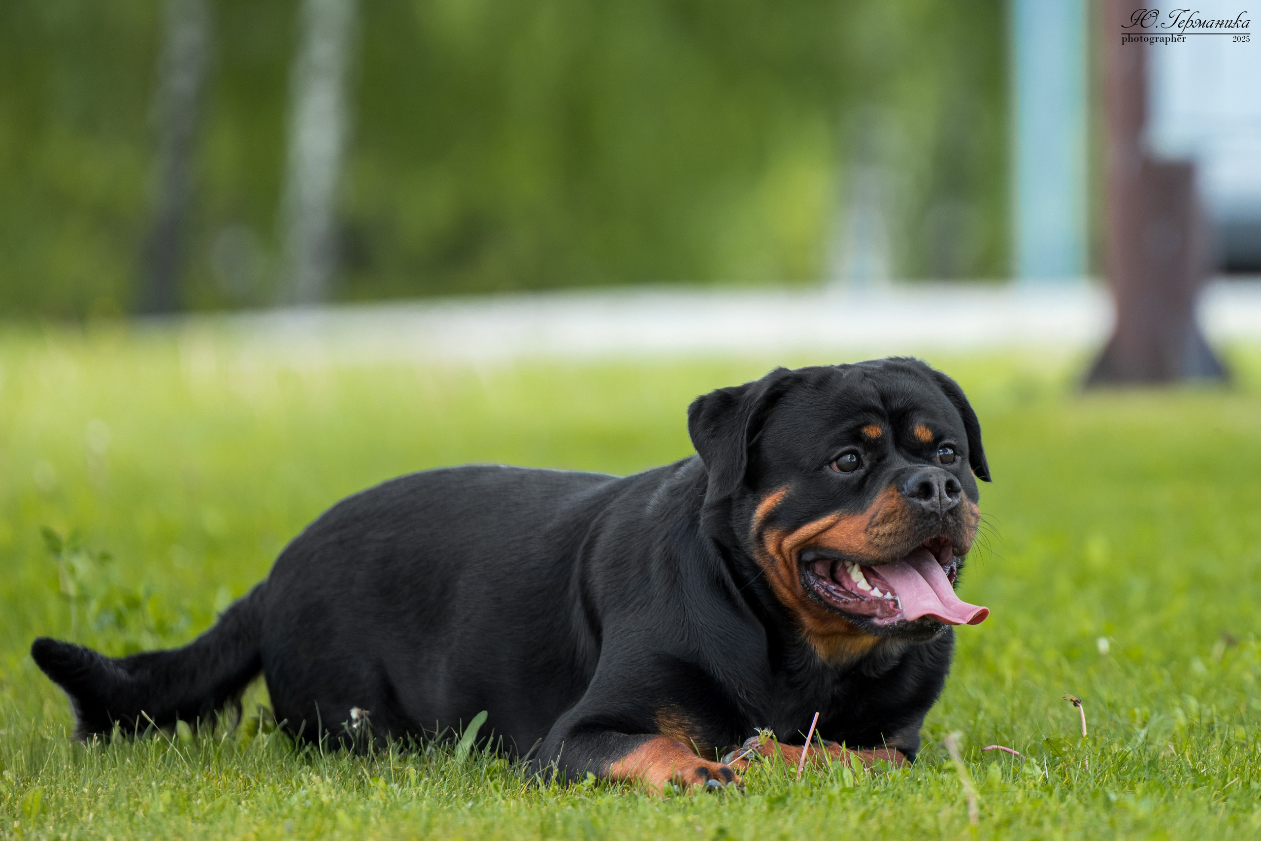 Минск 31.05-1.06.2025. Фотограф-анималист Юлия Германика