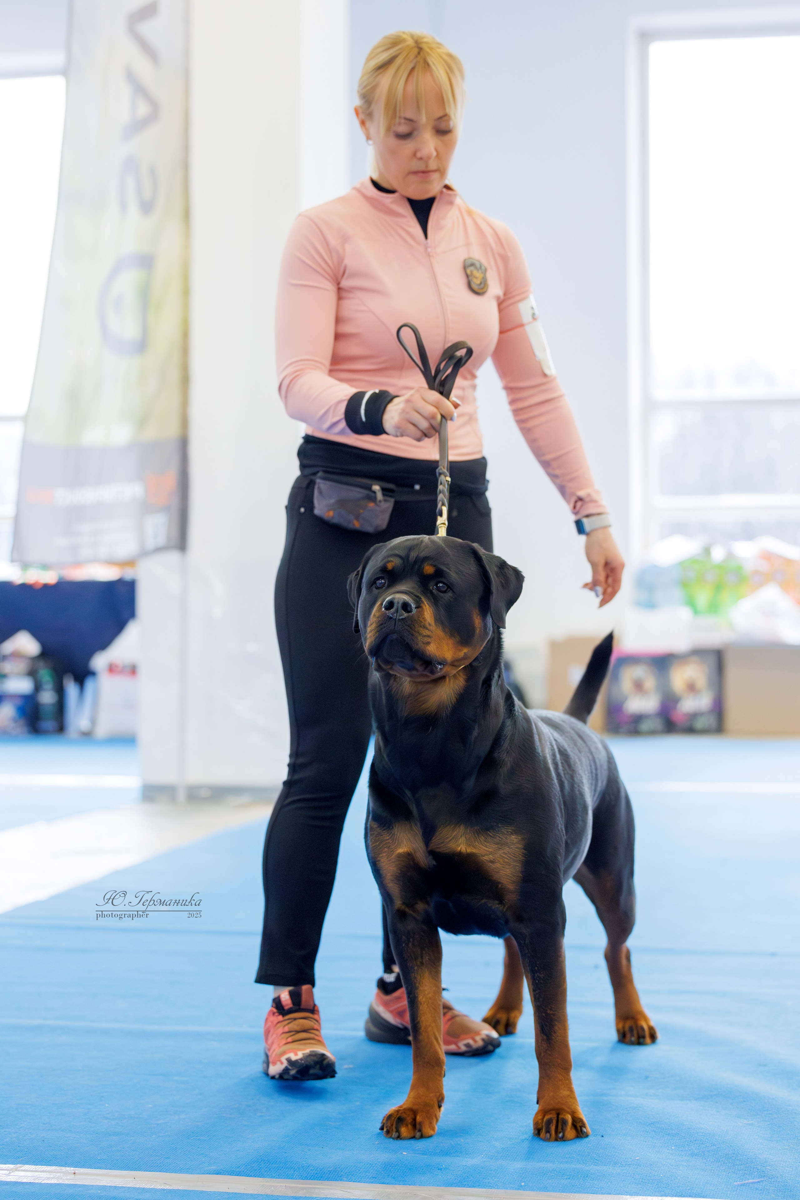 Питер ротвейлеры 18.01,Крокус 19.01.2025. Фотограф-анималист Юлия Германика