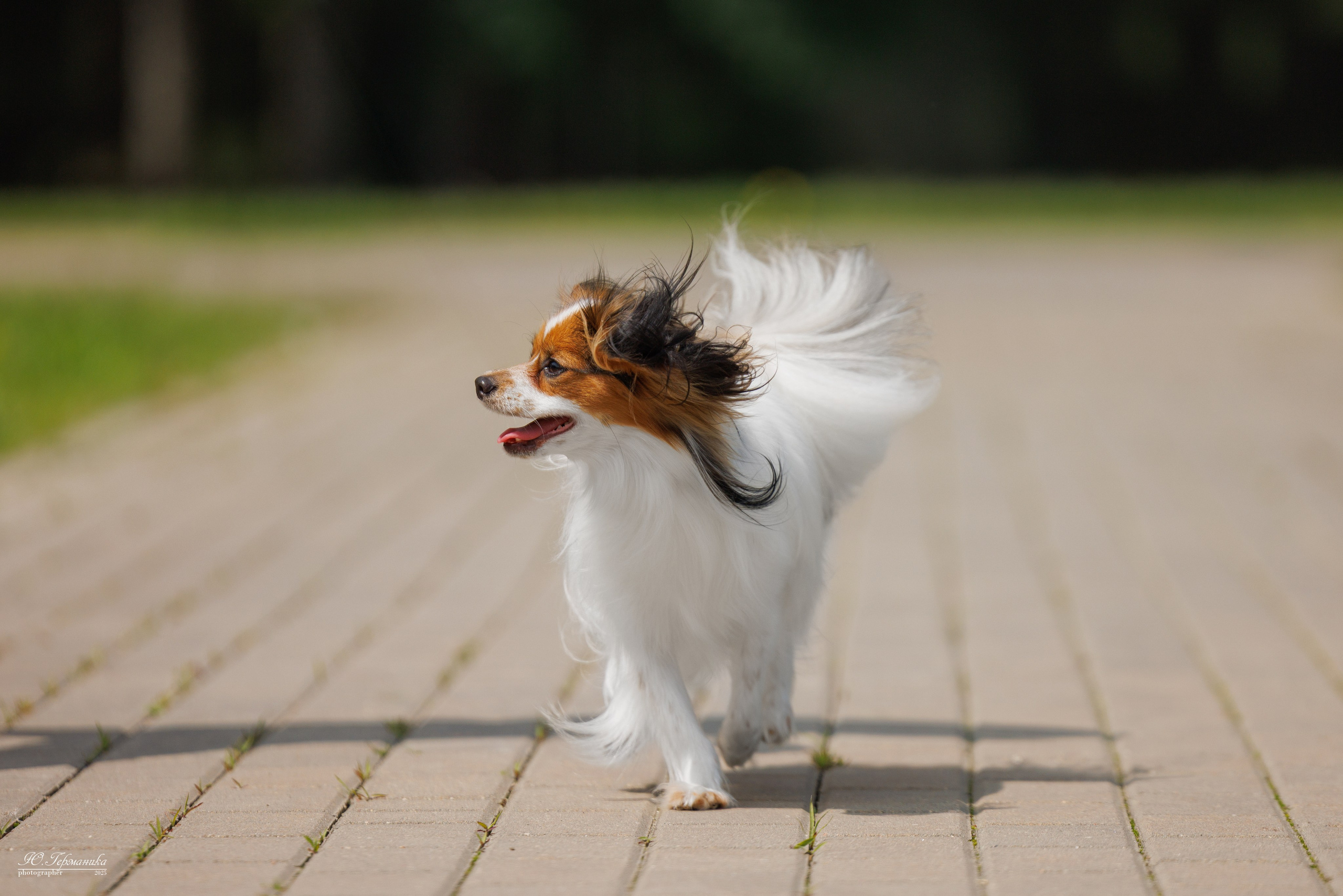 Минск 31.05-1.06.2025. Фотограф-анималист Юлия Германика