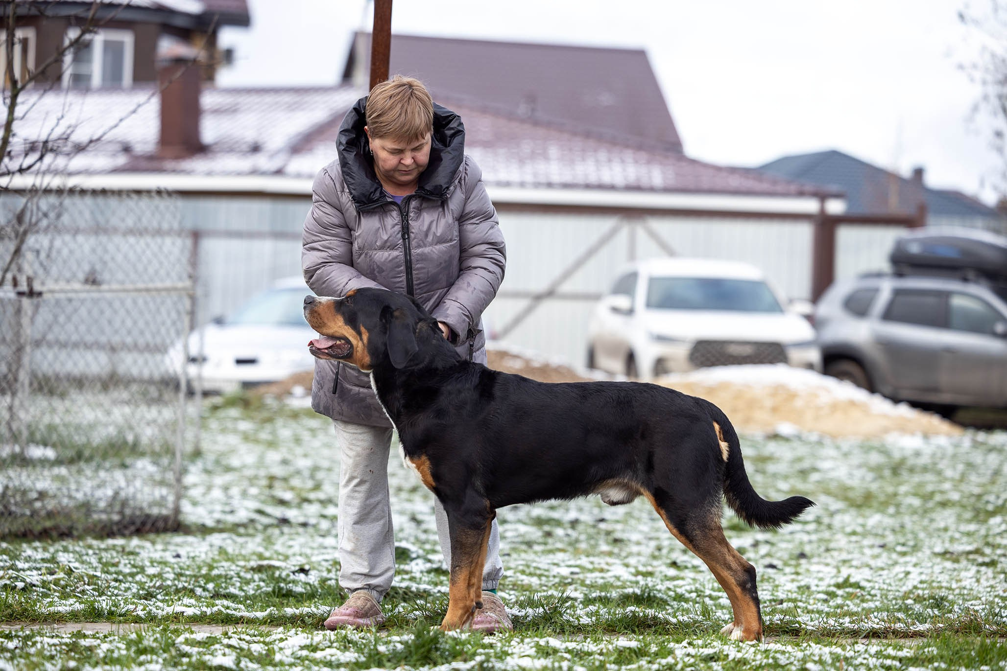 Sozvezdie Zennenhundov Markus (Маркус). Питомник Больших Швейцарских Зенненхундов в Калужской области / Москва