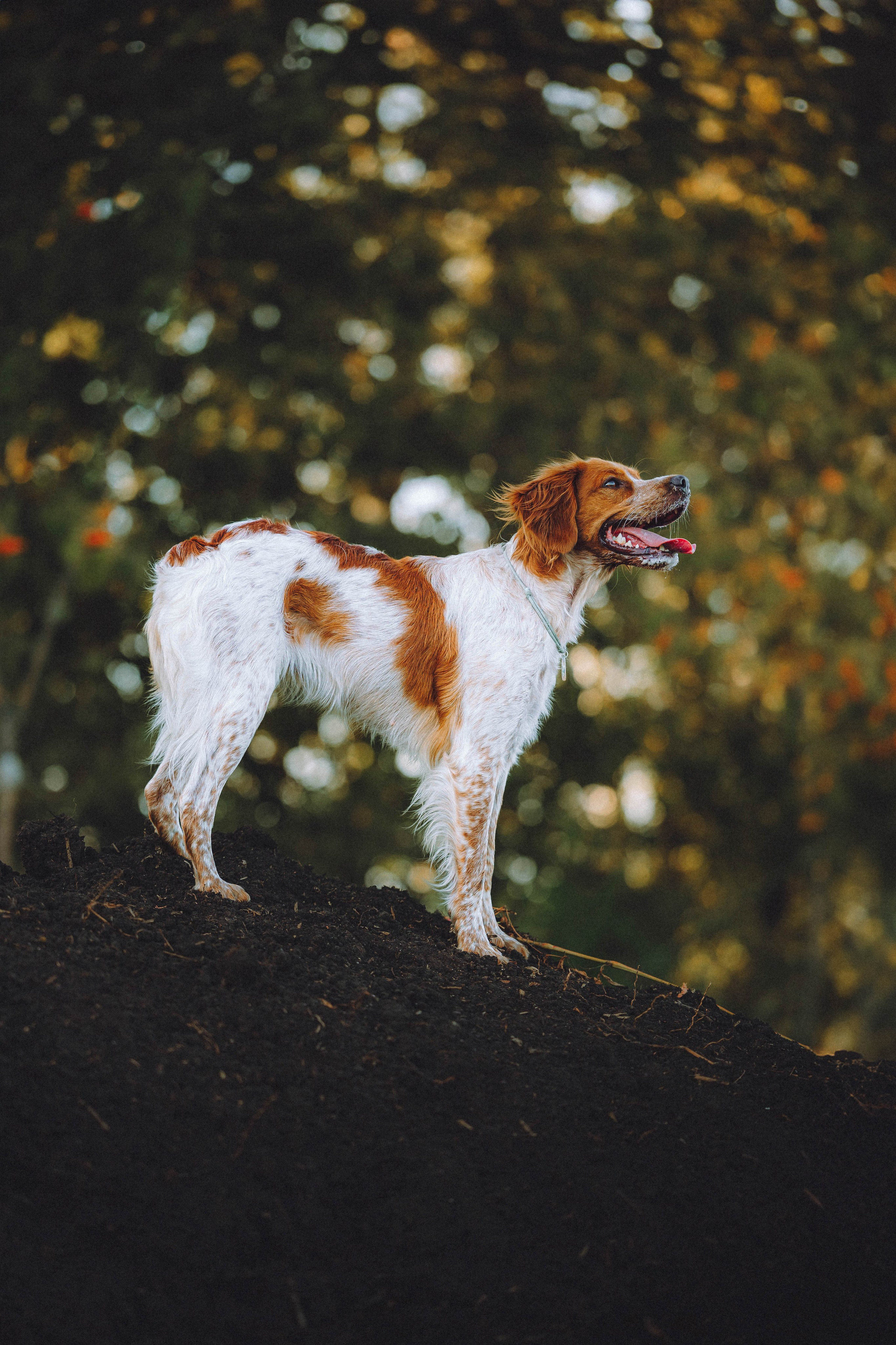 Камри и Пафи