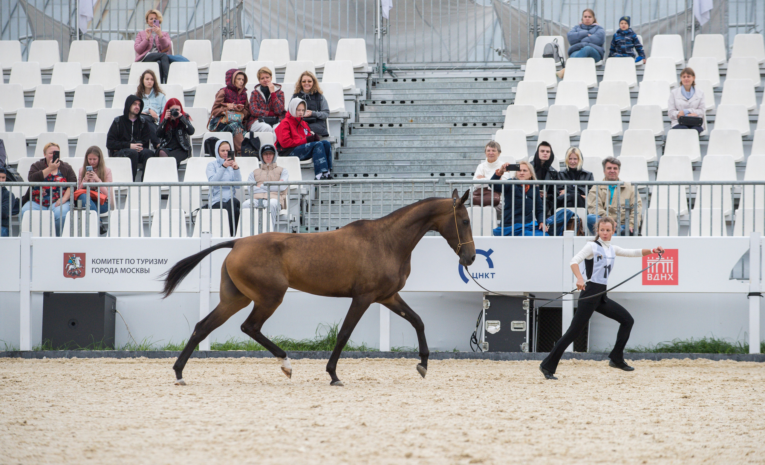 Продажа ахалтекинских и полукровных лошадей