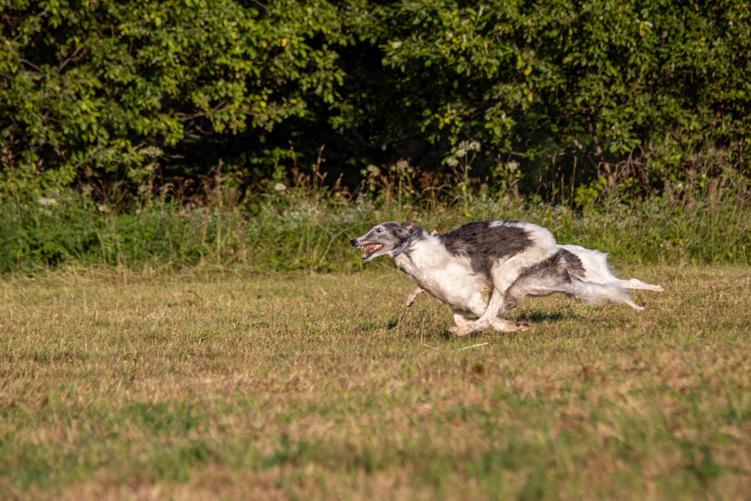 Курсинг. Фотограф анималист — Тула, Москва