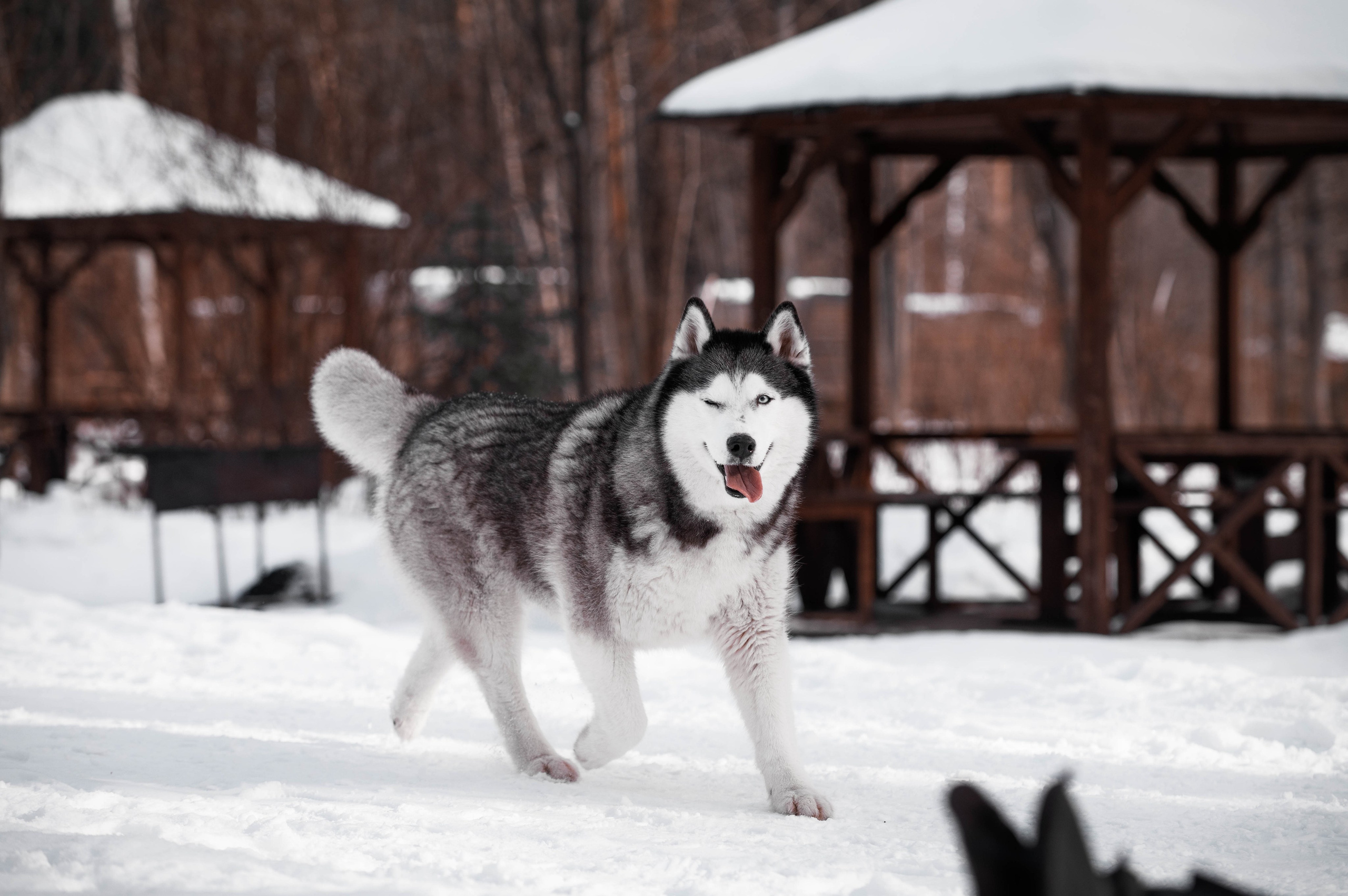 Шанель. Фотограф-анималист