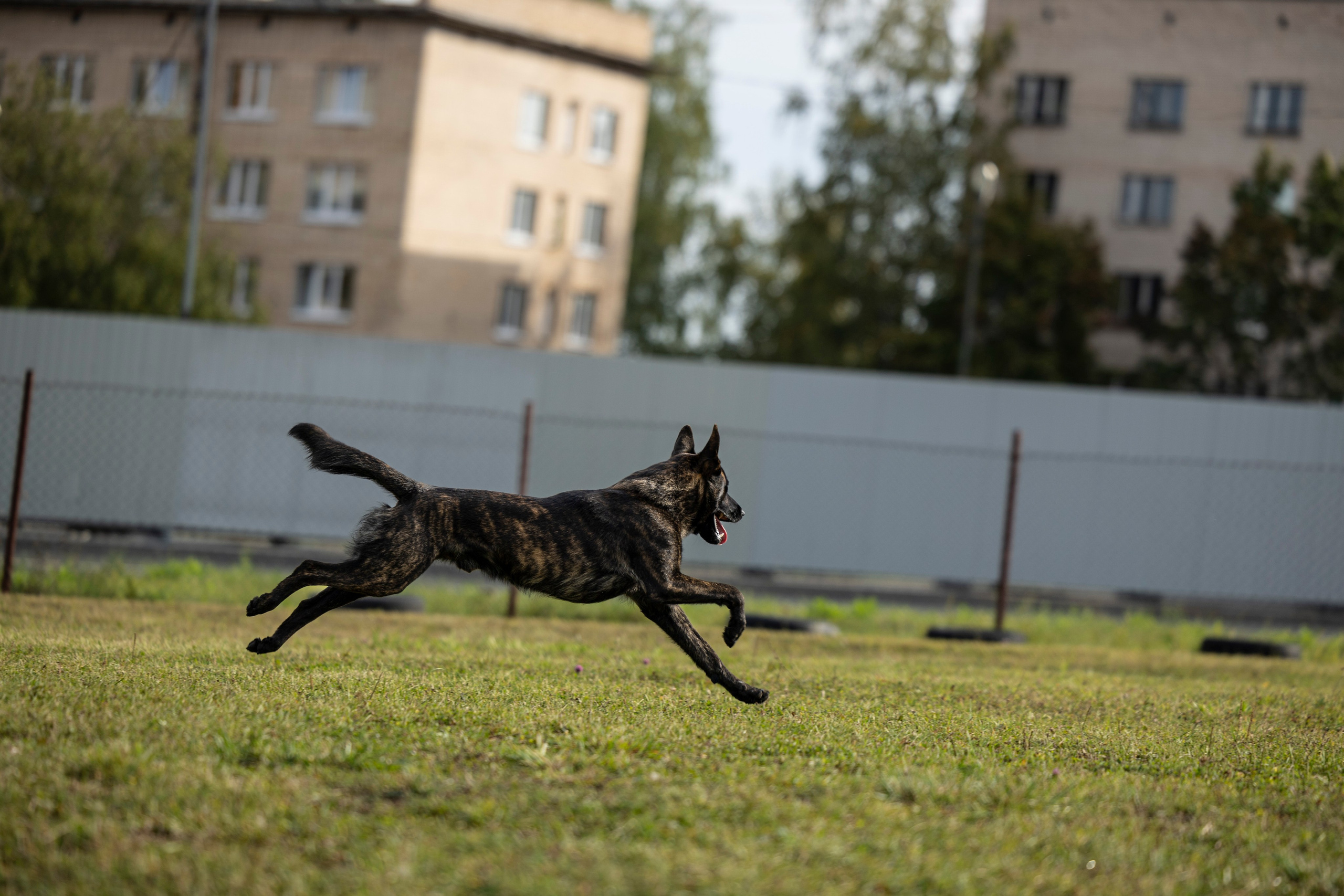 Испытания по Мондьорингу г. Пушкин. Фотограф-анималист Анна Маринич