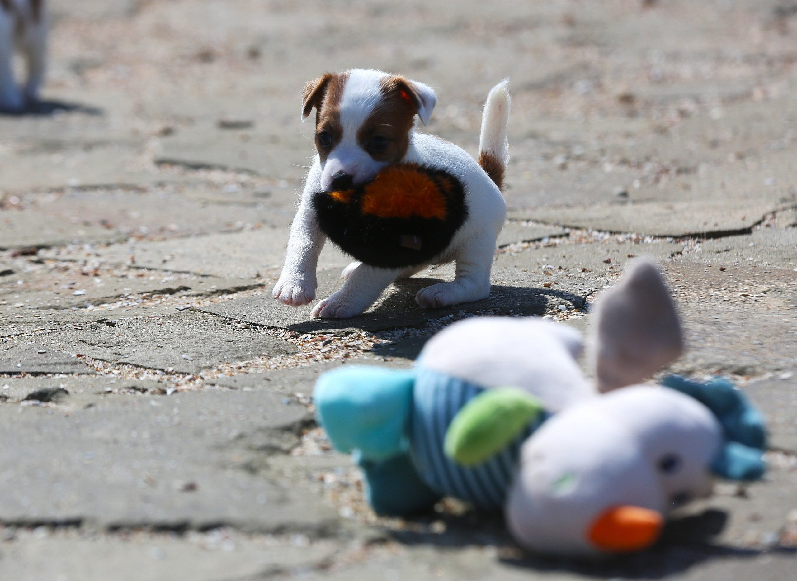 Общий альбом. Lovely-Orange питомник джек рассел терьеров