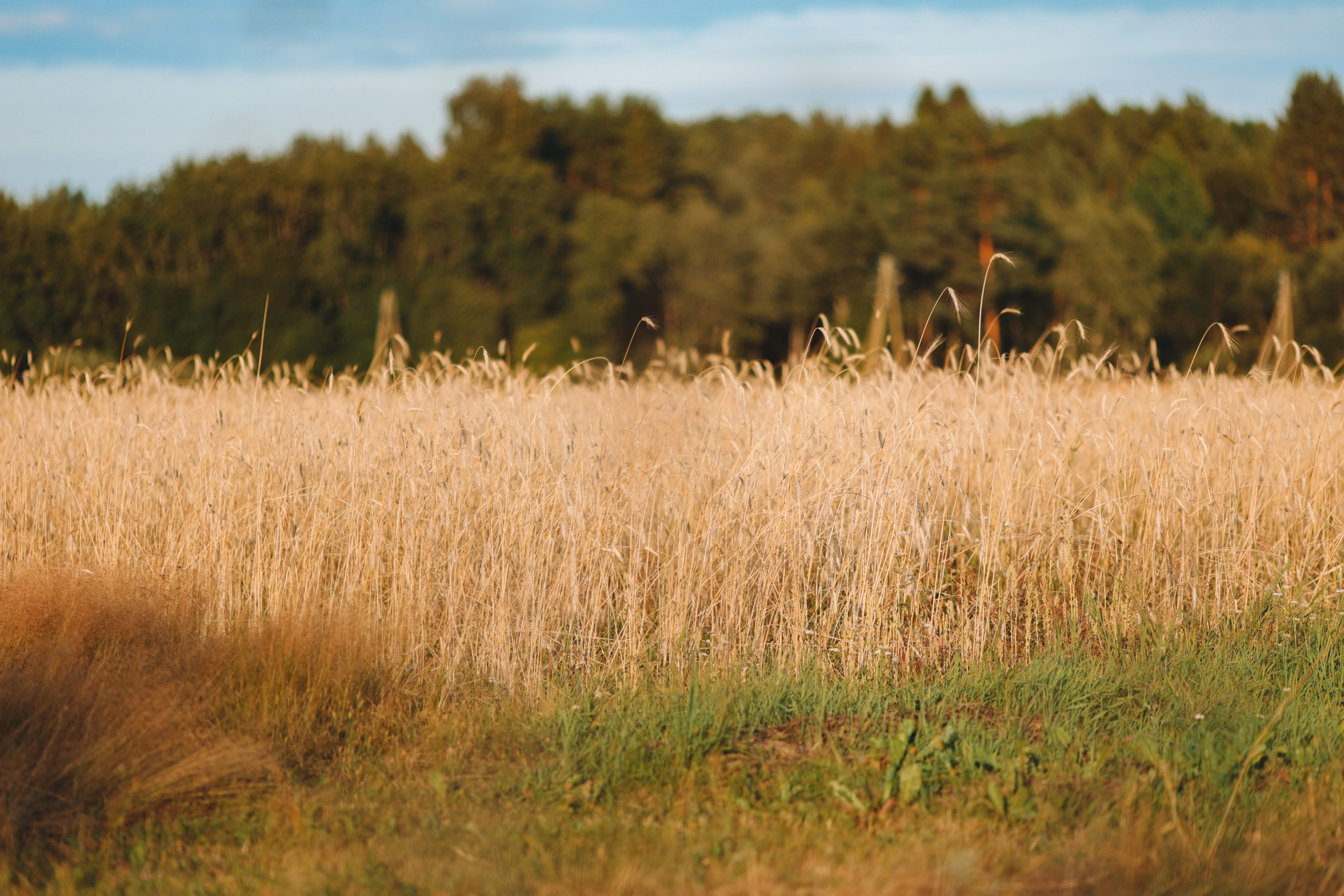 Фотосессия lovestory во ржи. Фотограф Варвара Ермоленко