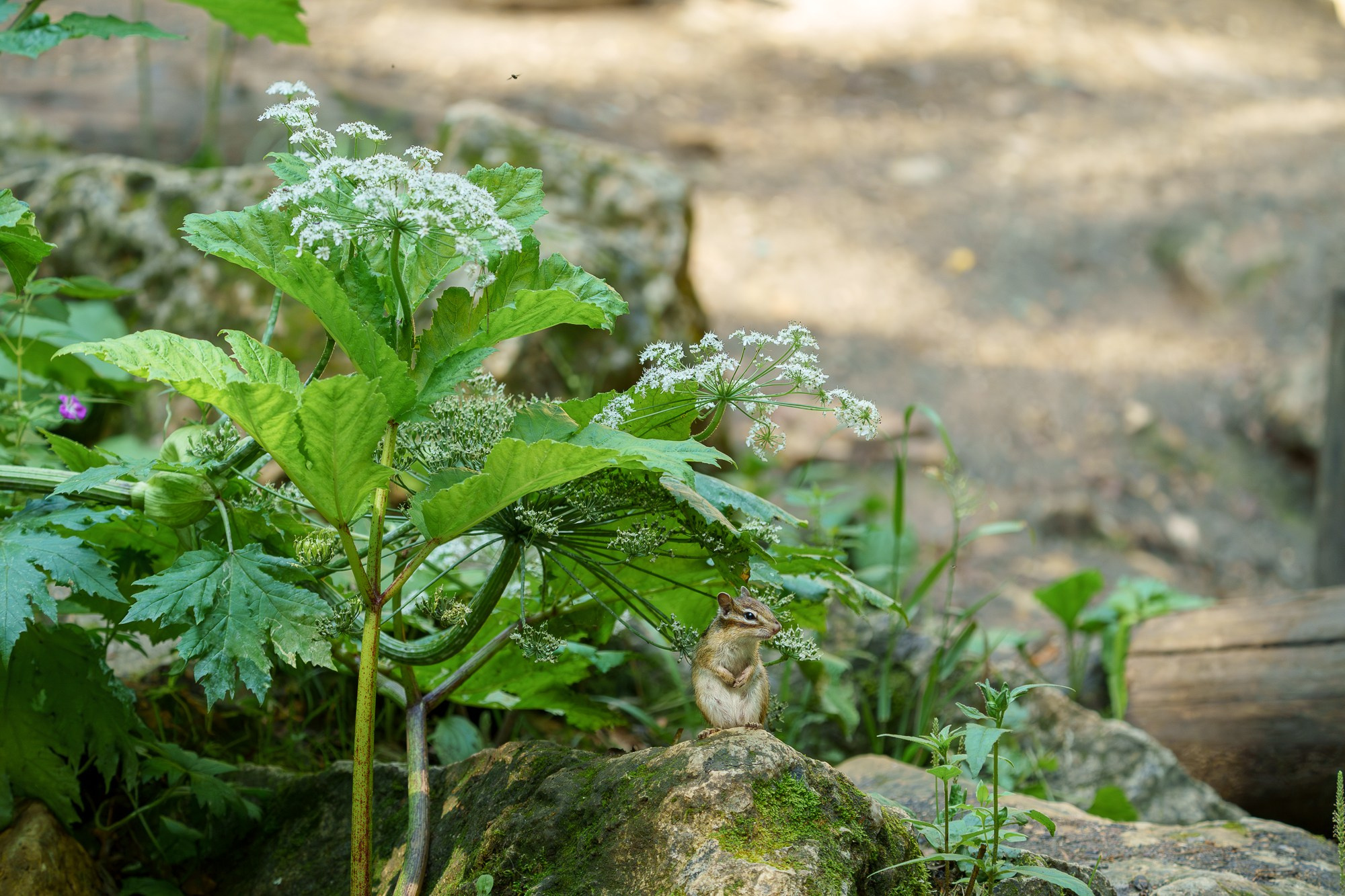 Животные. Ваш личный фотограф Марина Волкова
