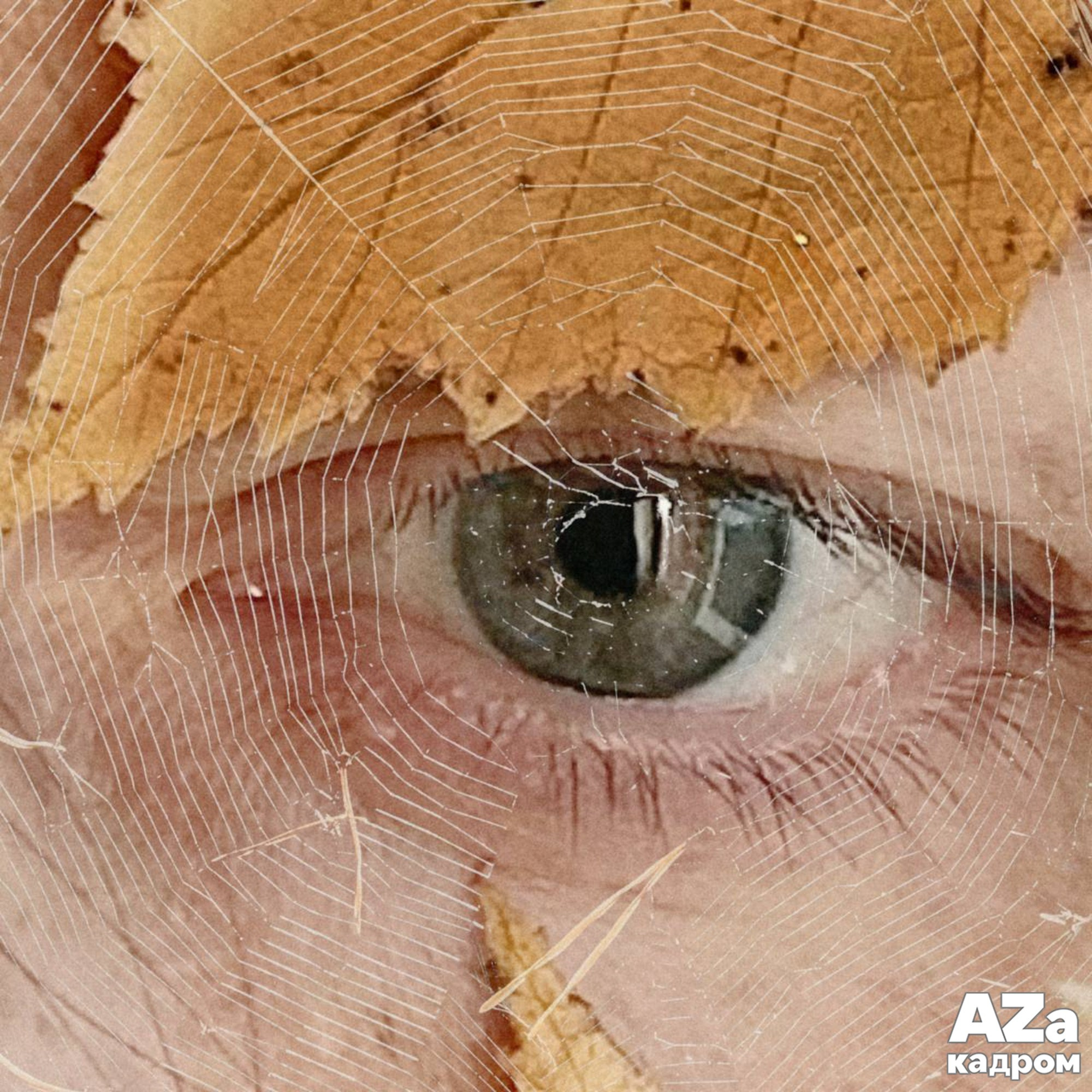 AZакадром «Рисуем осень»