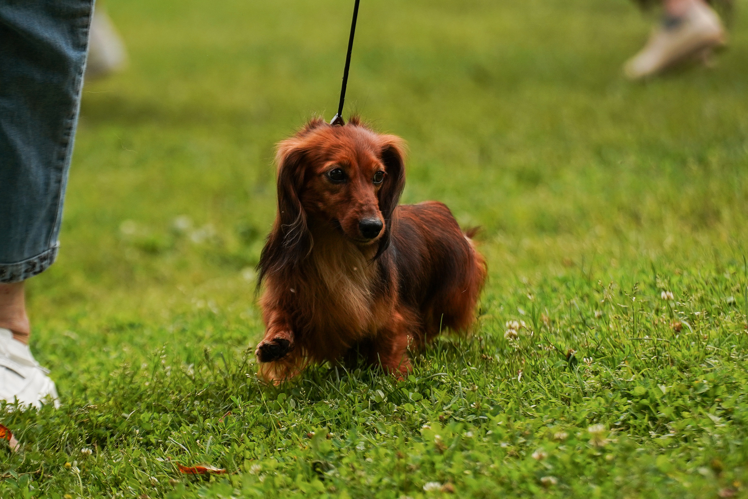 Выставки «СТОЛИЦА» и  «Лидер и Престиж» 23.07.2023. Фотограф-анималист, портретный фотограф в Чебоксарах Мария Садыкова
