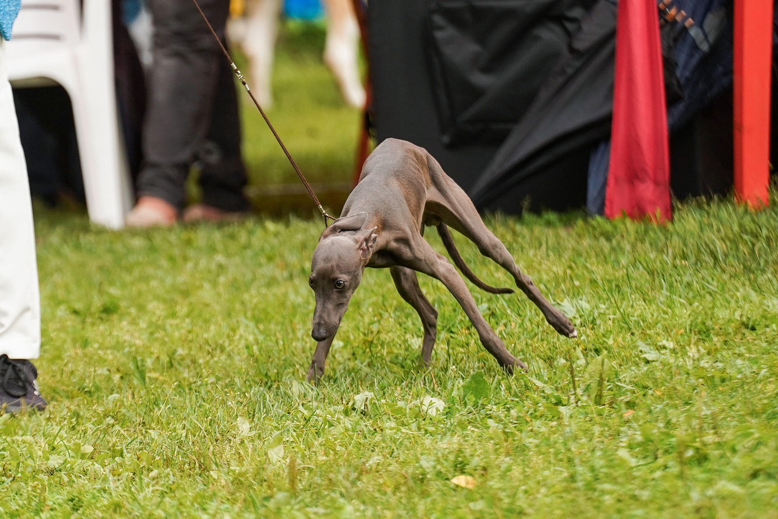 Выставки «СТОЛИЦА» и  «Лидер и Престиж» 23.07.2023. Фотограф-анималист, портретный фотограф в Чебоксарах Мария Садыкова