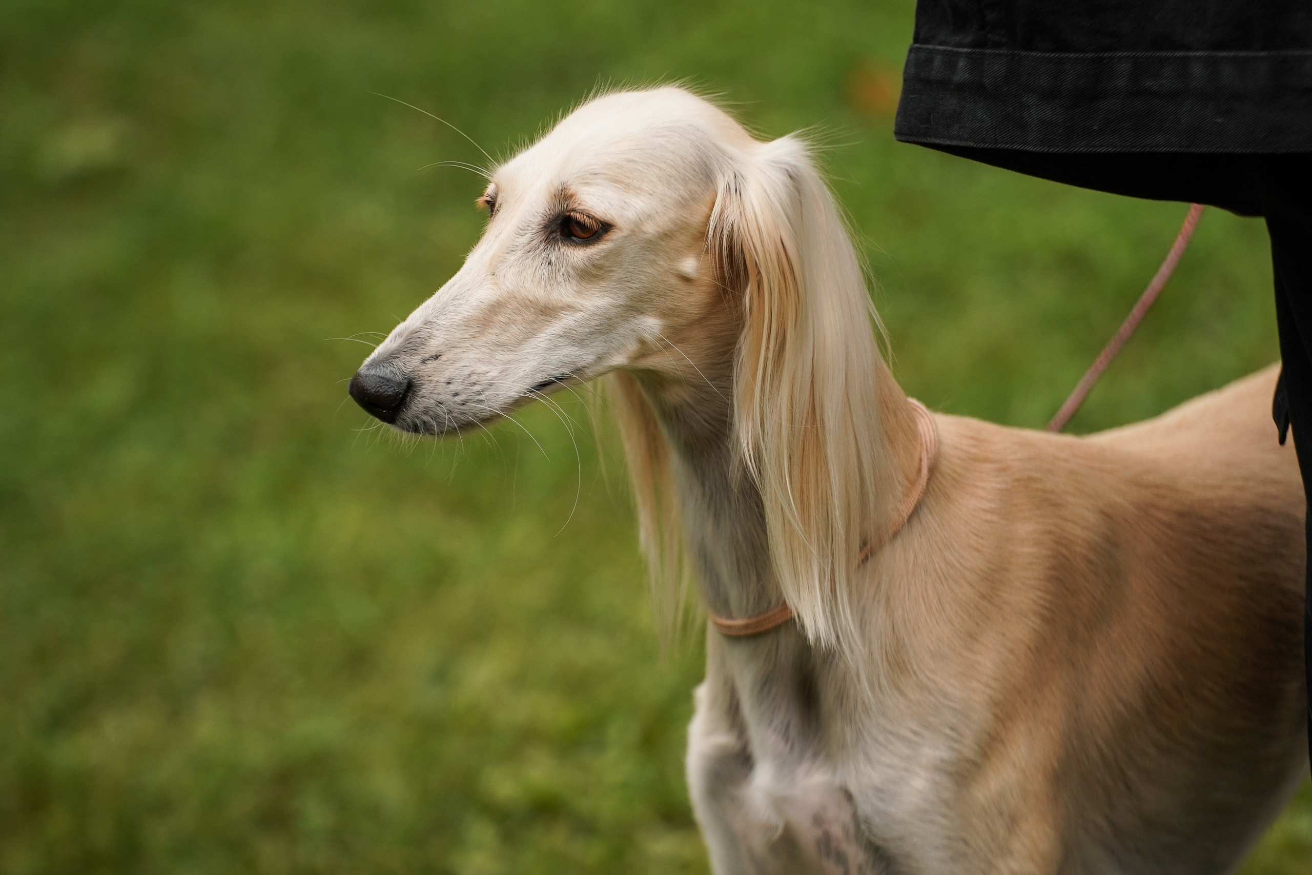 Выставки «СТОЛИЦА» и  «Лидер и Престиж» 23.07.2023. Фотограф-анималист, портретный фотограф в Чебоксарах Мария Садыкова
