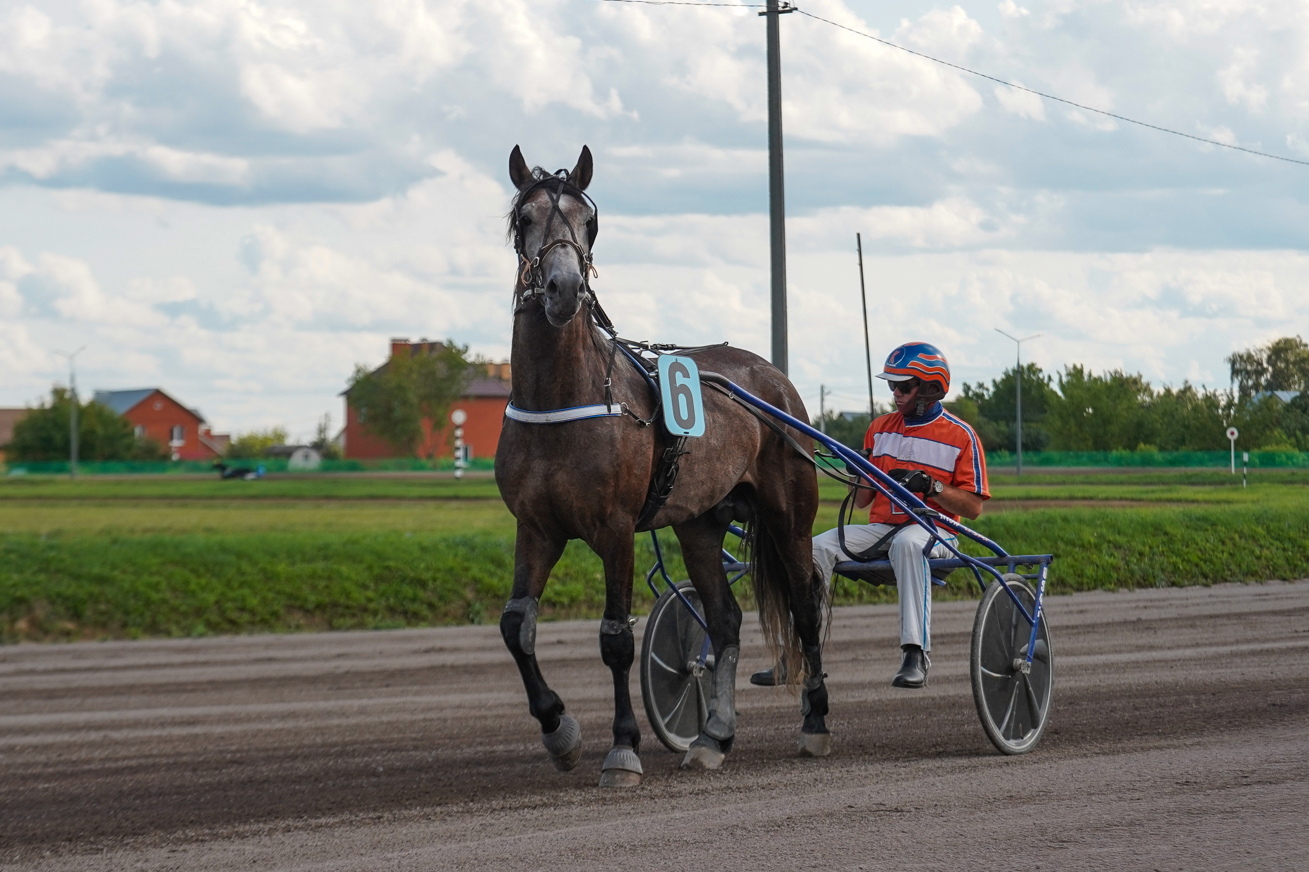 Праздник Орловского коннозаводства на Раменском ипподроме 22 июля 2023. Фотограф-анималист, портретный фотограф в Чебоксарах Мария Садыкова