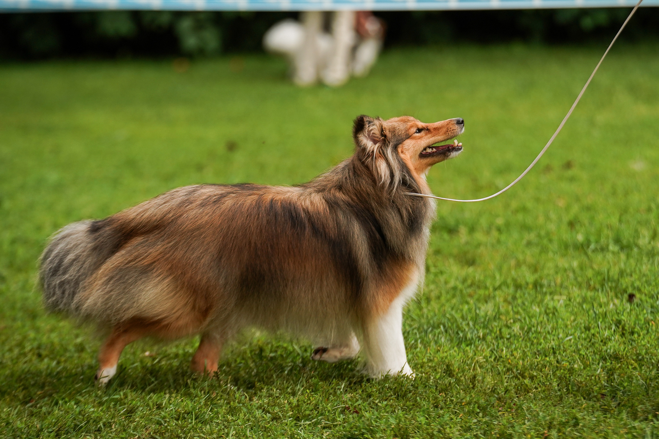 Выставки «СТОЛИЦА» и  «Лидер и Престиж» 23.07.2023. Фотограф-анималист, портретный фотограф в Чебоксарах Мария Садыкова