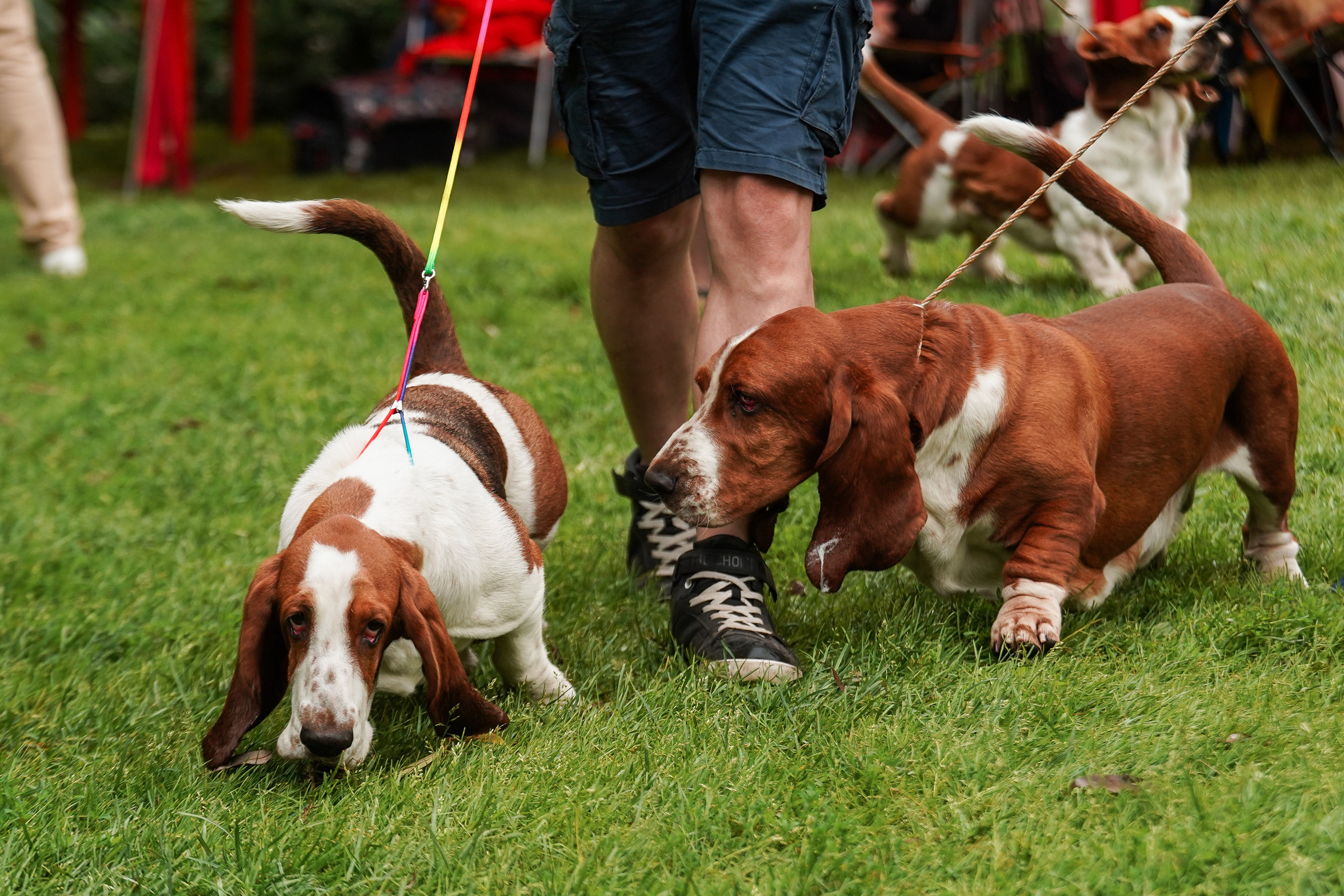 Выставки «СТОЛИЦА» и  «Лидер и Престиж» 23.07.2023. Фотограф-анималист, портретный фотограф в Чебоксарах Мария Садыкова