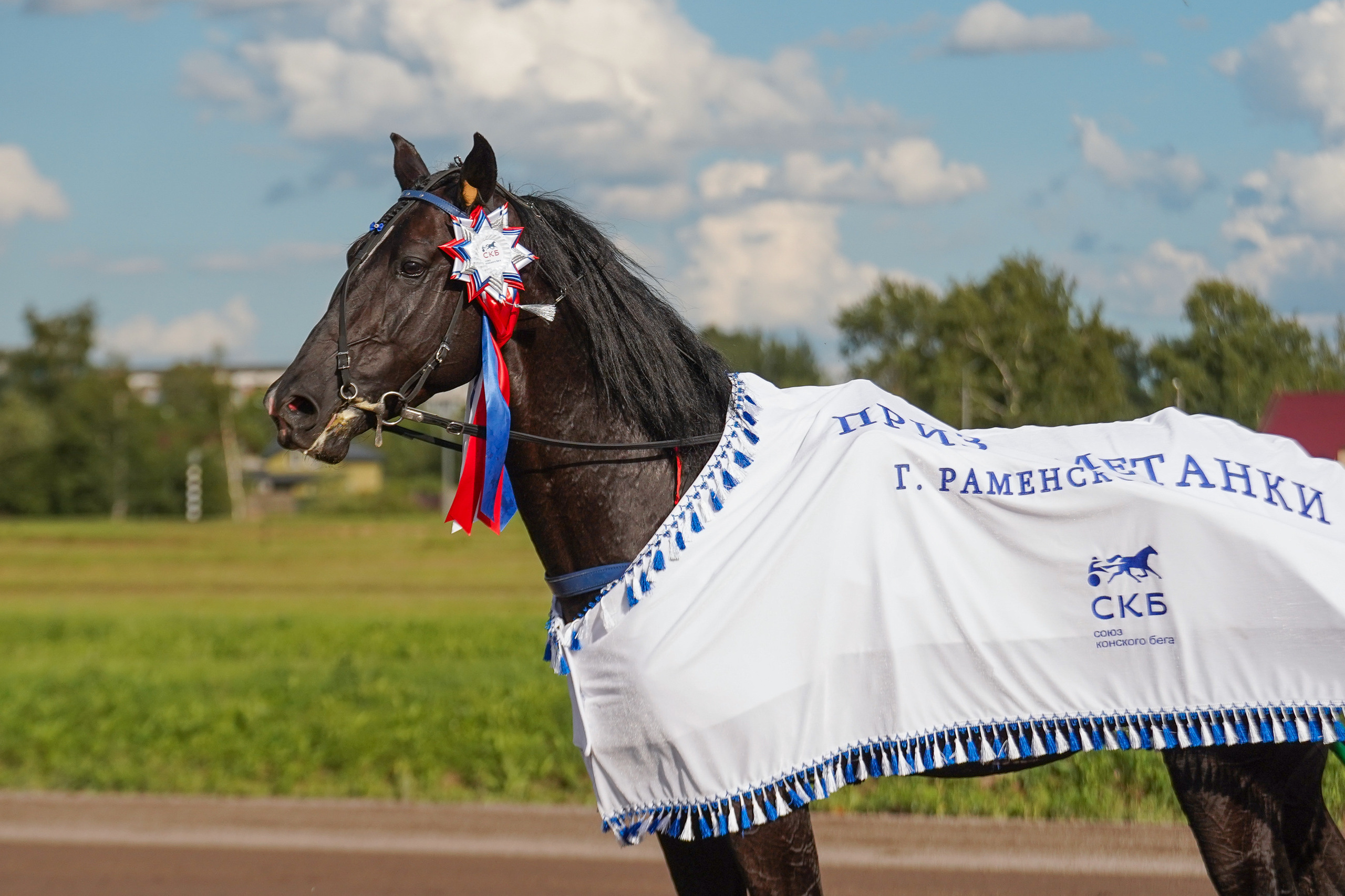 Праздник Орловского коннозаводства на Раменском ипподроме 22 июля 2023. Фотограф-анималист, портретный фотограф в Чебоксарах Мария Садыкова