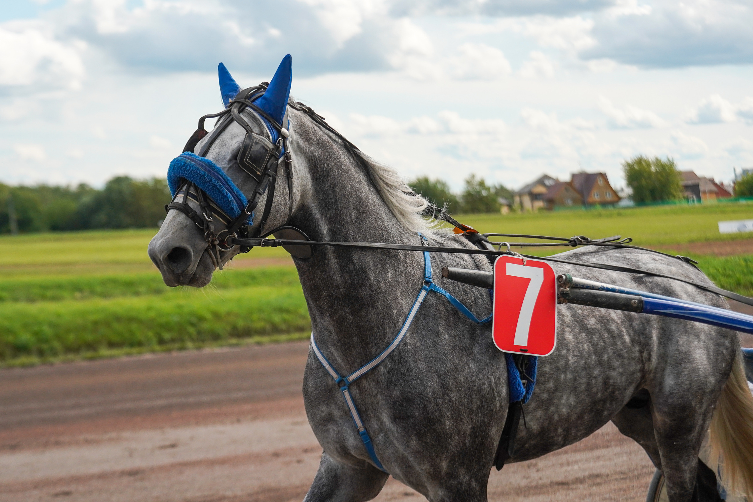 Праздник Орловского коннозаводства на Раменском ипподроме 22 июля 2023. Фотограф-анималист, портретный фотограф в Чебоксарах Мария Садыкова