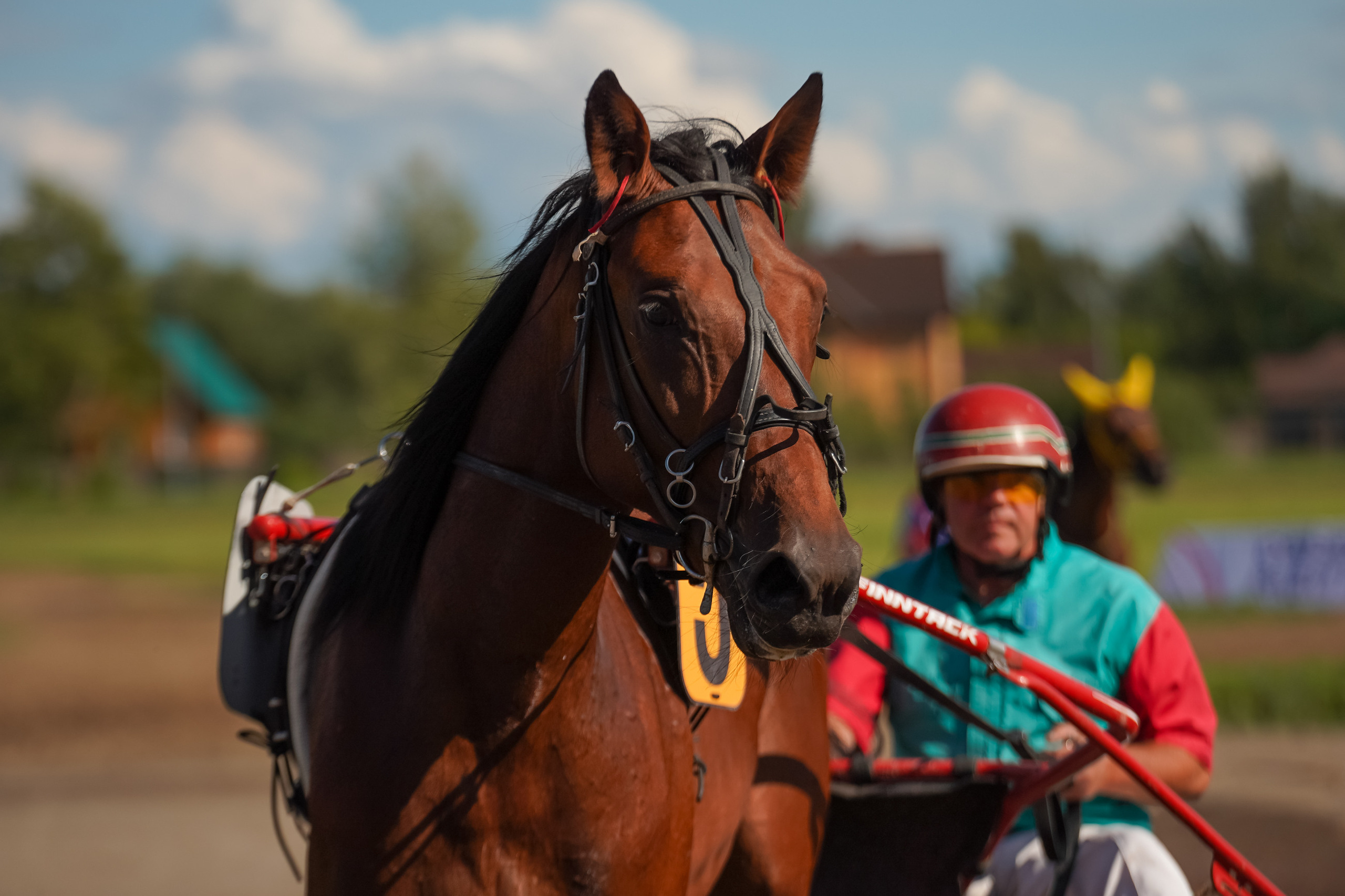 Праздник Орловского коннозаводства на Раменском ипподроме 22 июля 2023. Фотограф-анималист, портретный фотограф в Чебоксарах Мария Садыкова