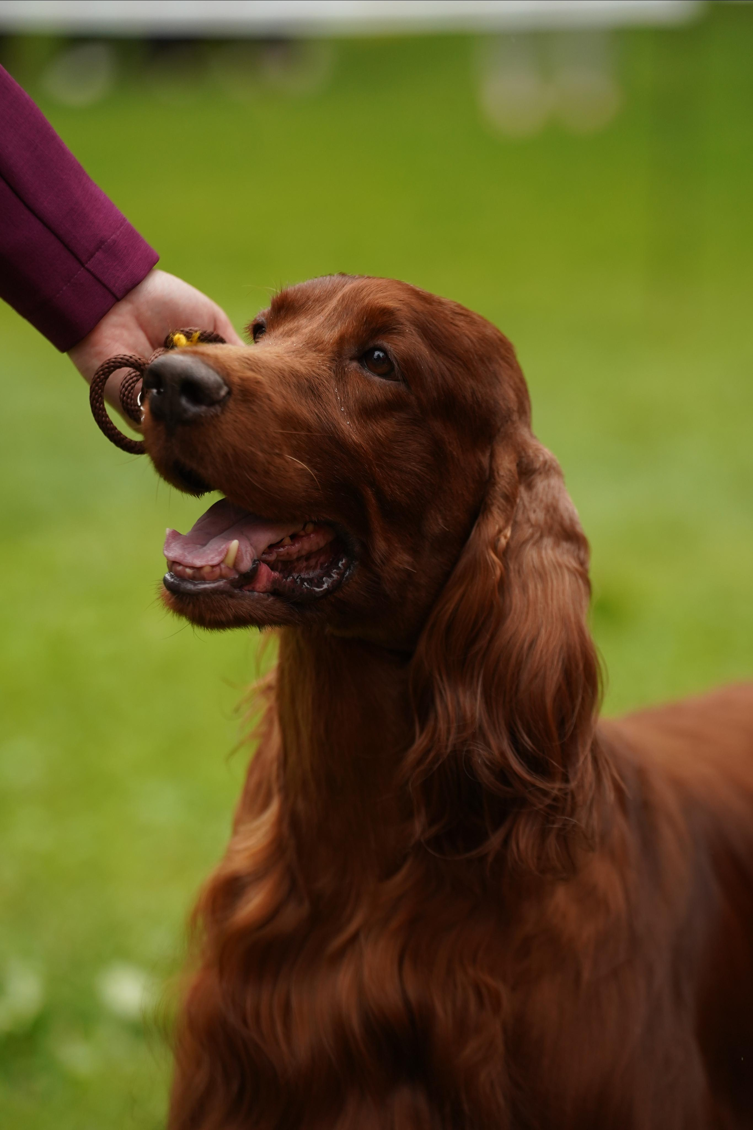 Выставки «СТОЛИЦА» и  «Лидер и Престиж» 23.07.2023. Фотограф-анималист, портретный фотограф в Чебоксарах Мария Садыкова